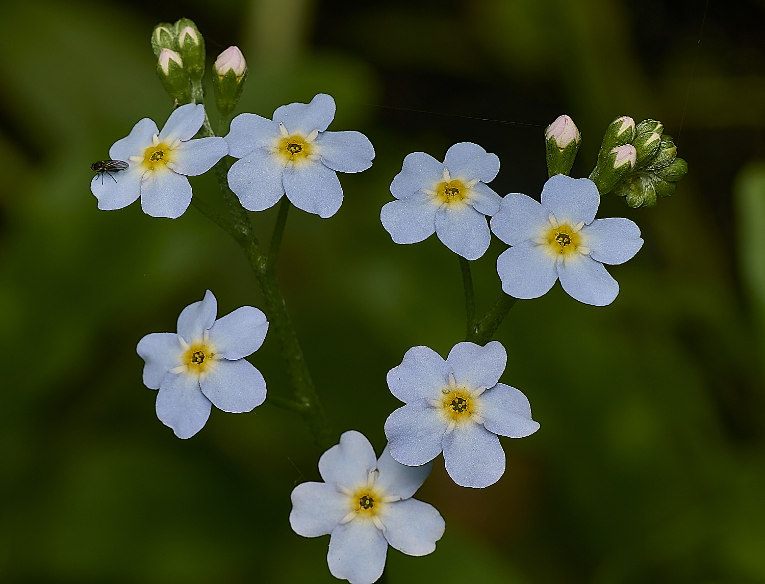 RanworthMyosotis040624-1