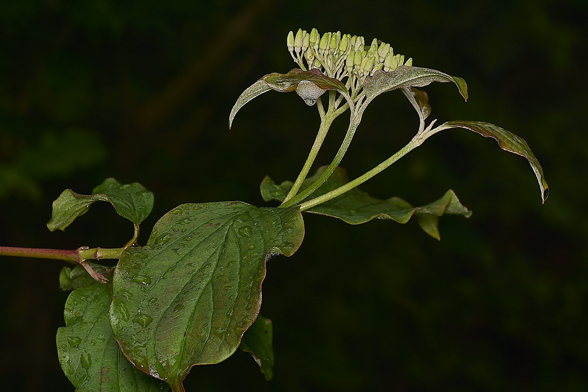 ScarningDogwood300524-1