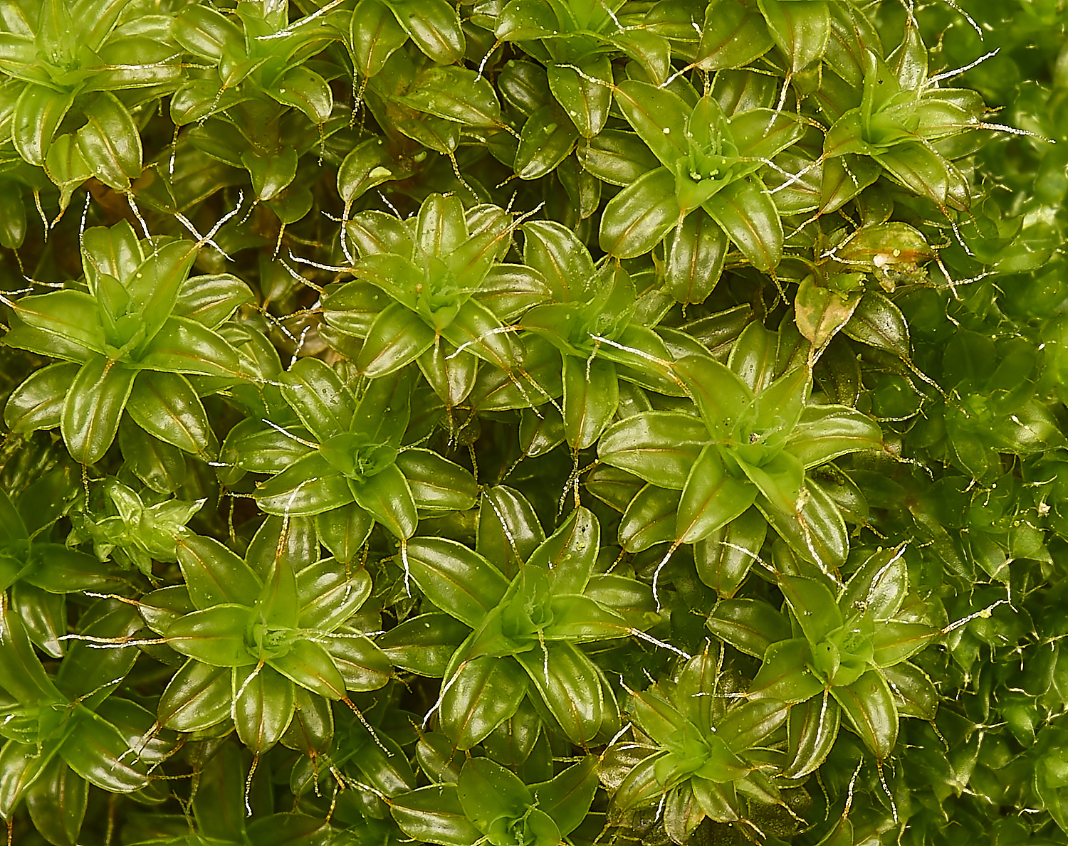 ScarningFenSyntrichia2040424-1-NEF-