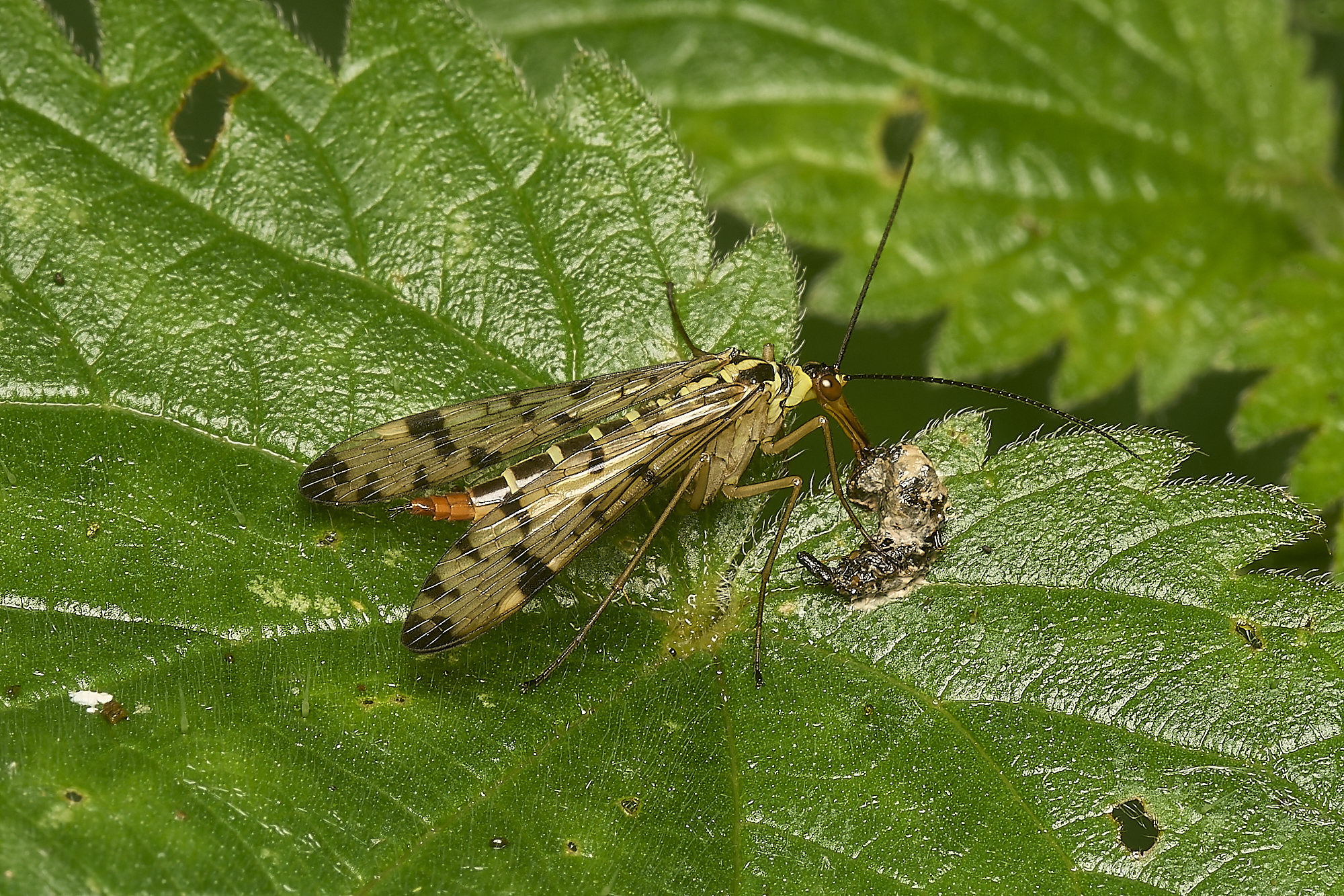 ScarningScorpionFly300524-1