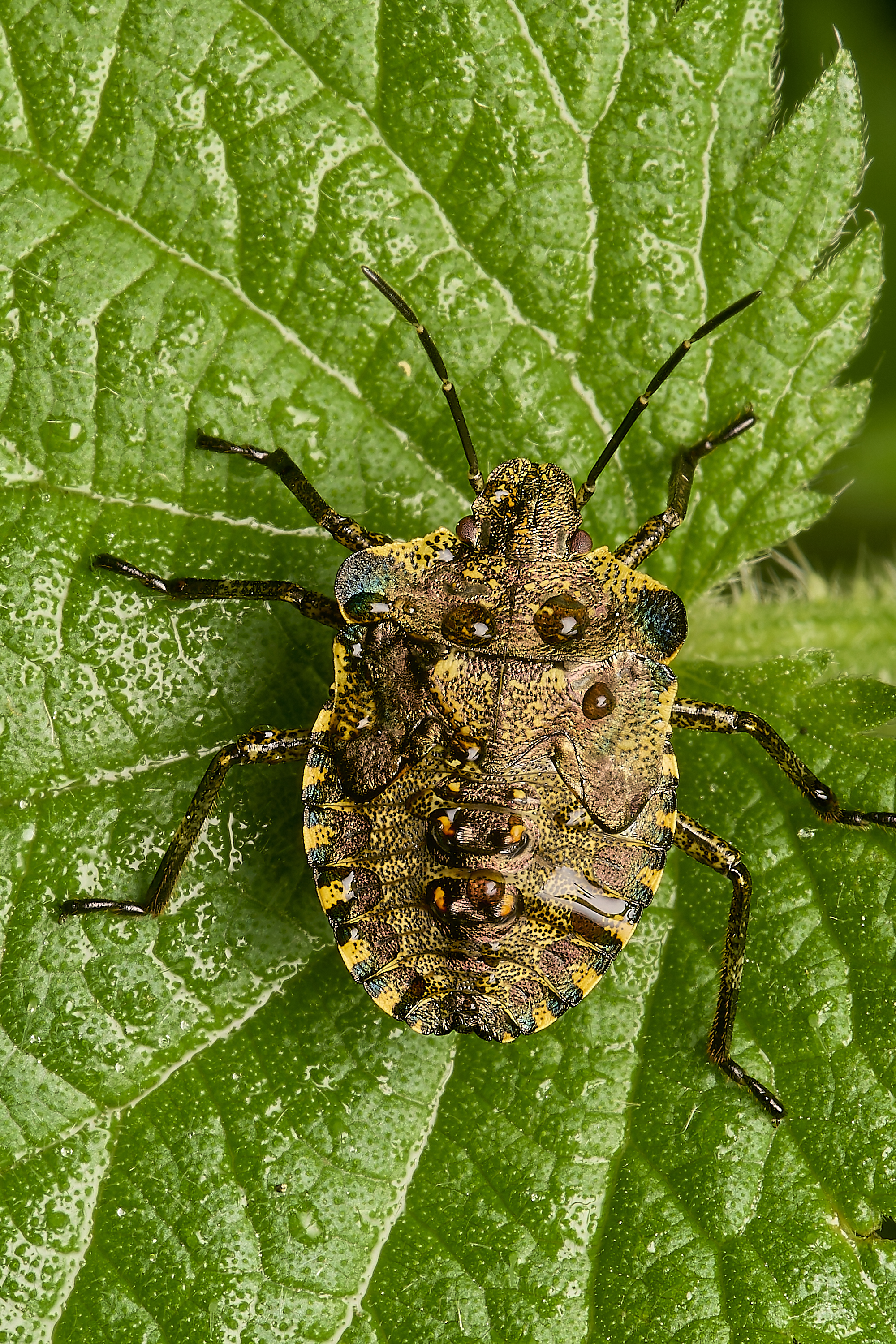 ScarningShieldBug300524-1