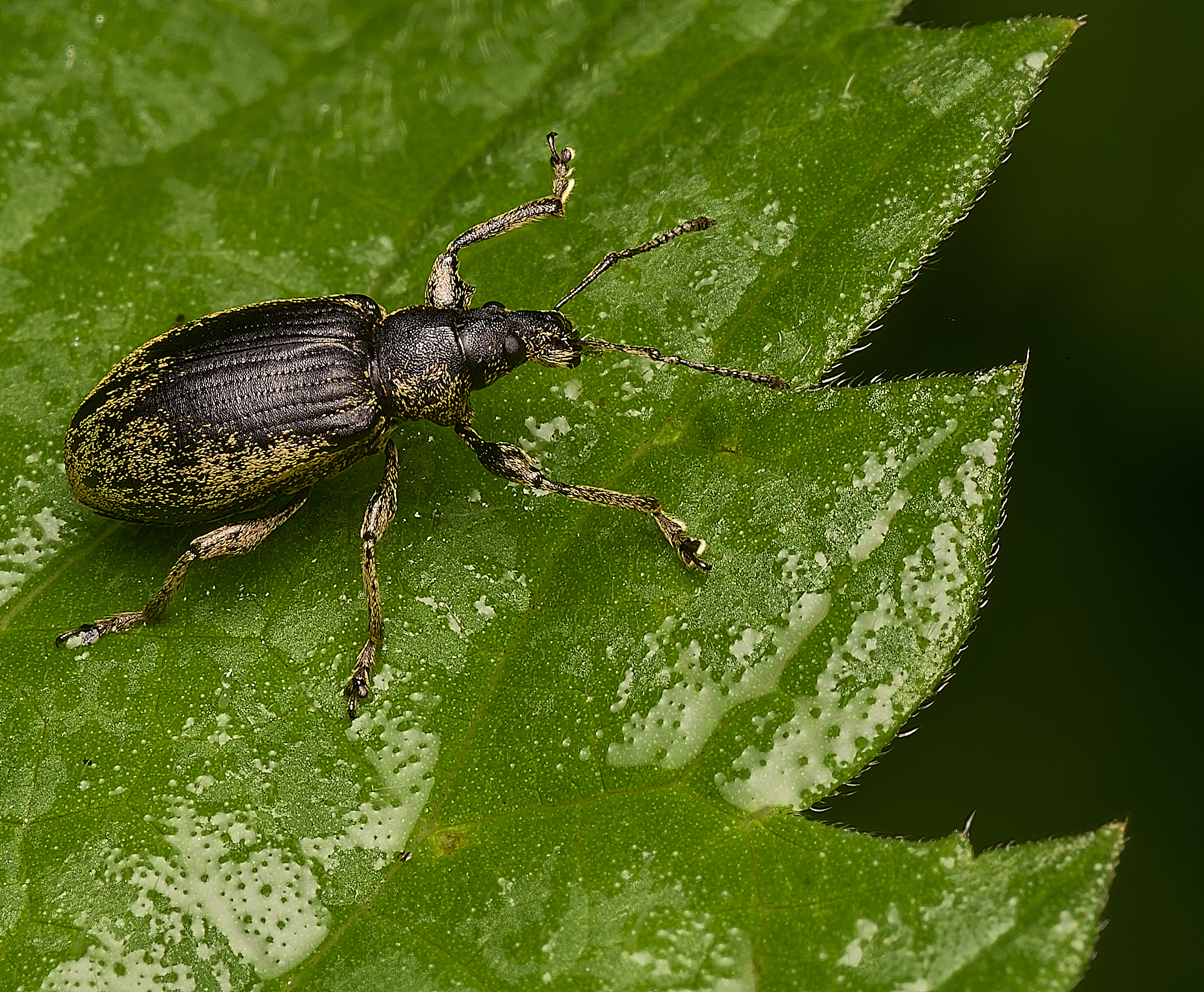 ScarningWeevilSp300524-1