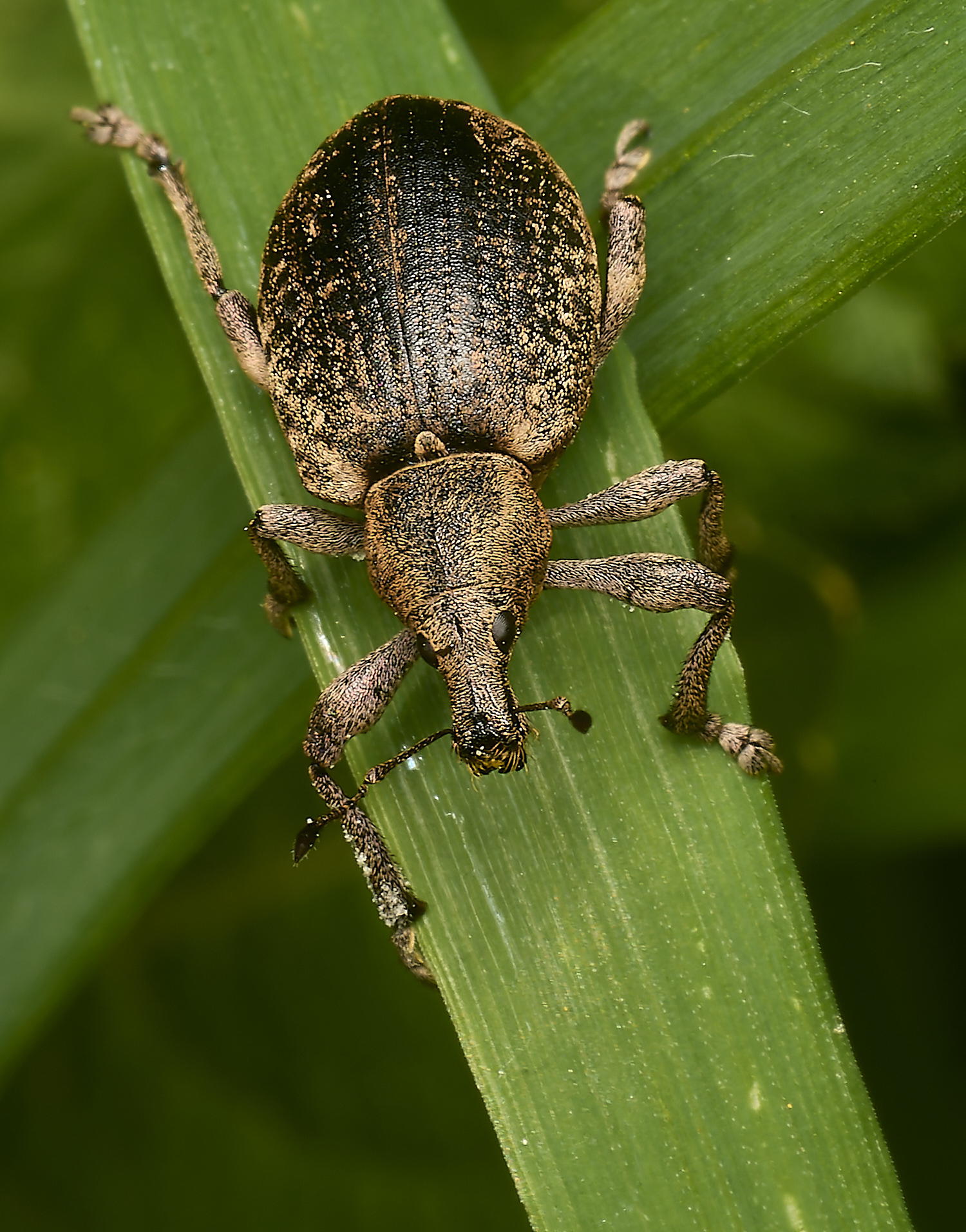 SusteadWeevil2010514-1-NEF-