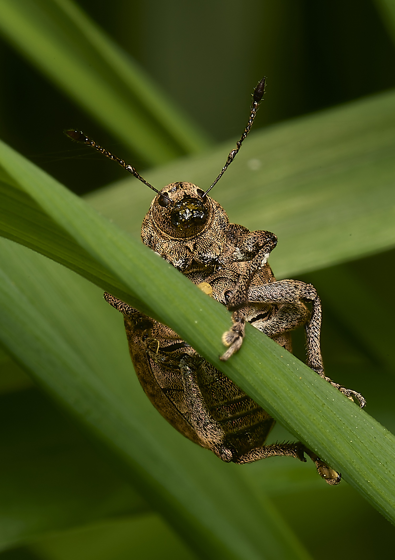 SusteadWeevil2010514-4-NEF-