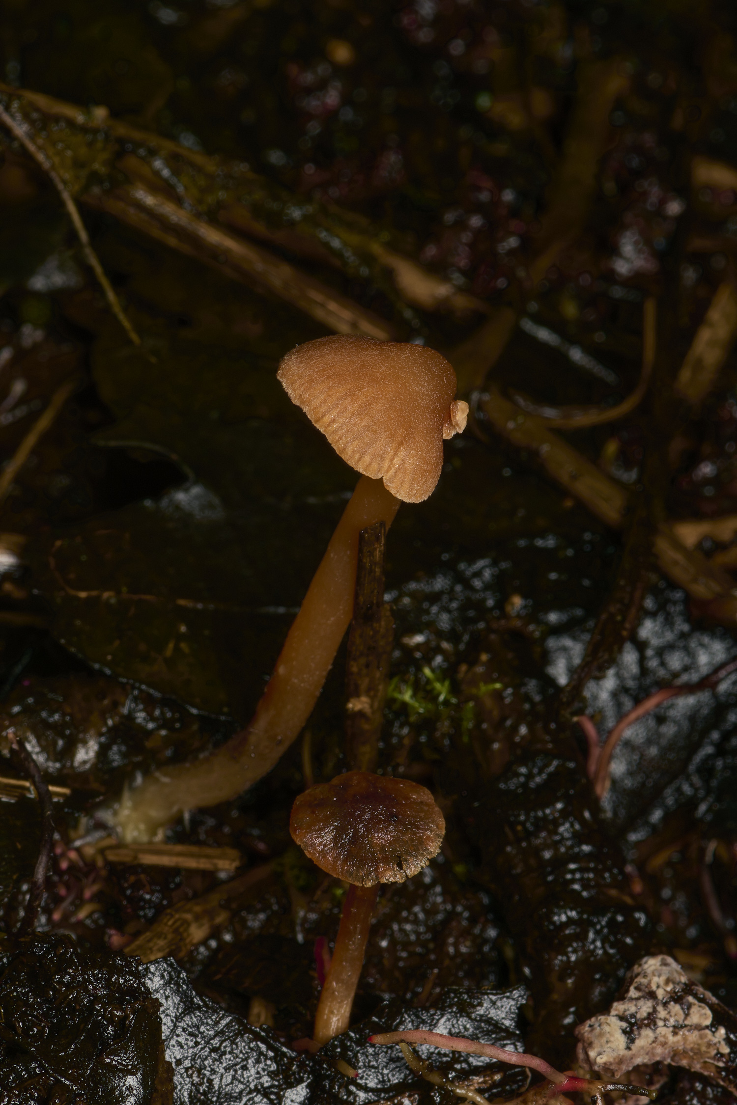 SuttonFenConocybe160624-1-NEF-