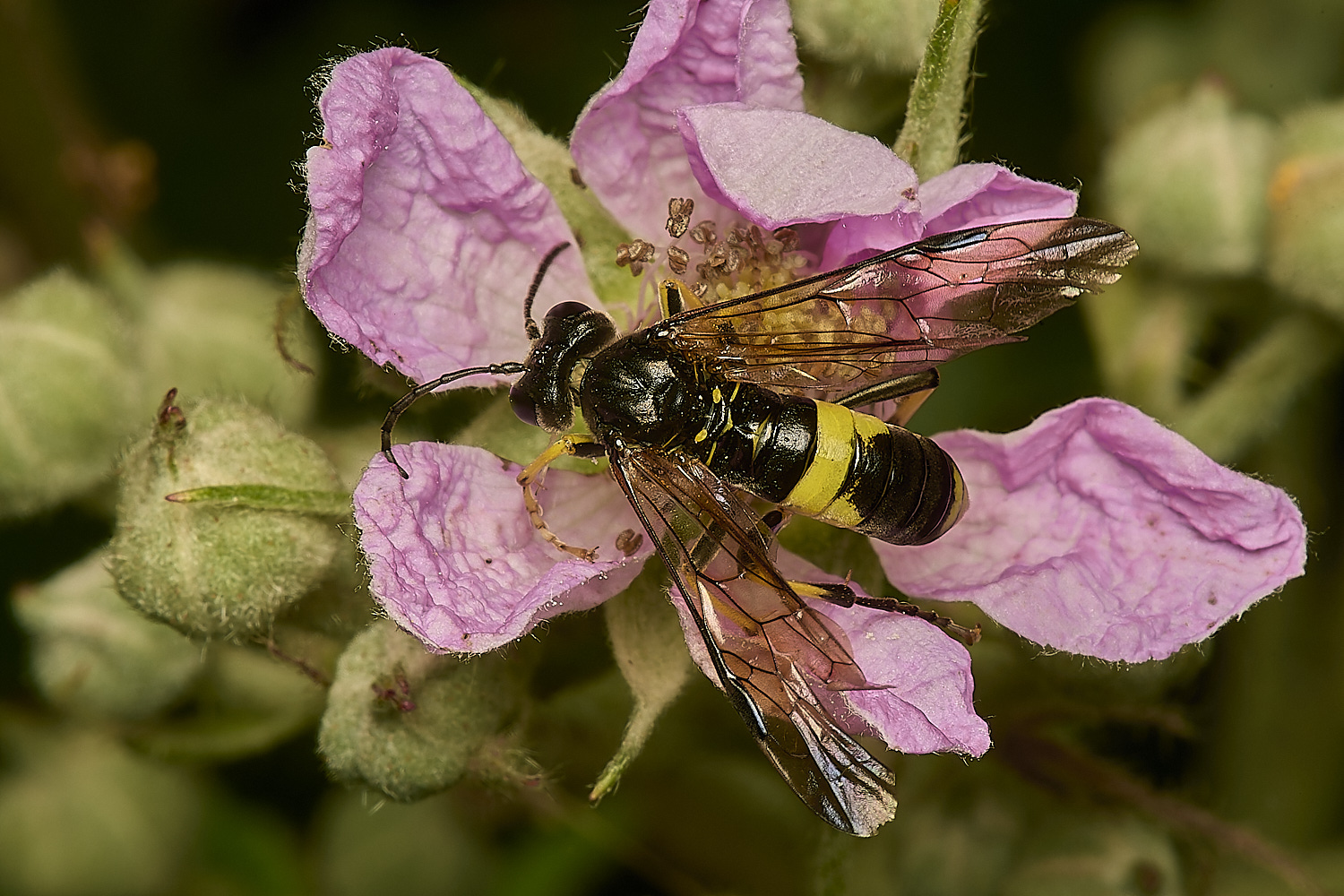 SuttonFenSawFly160624-4-NEF-