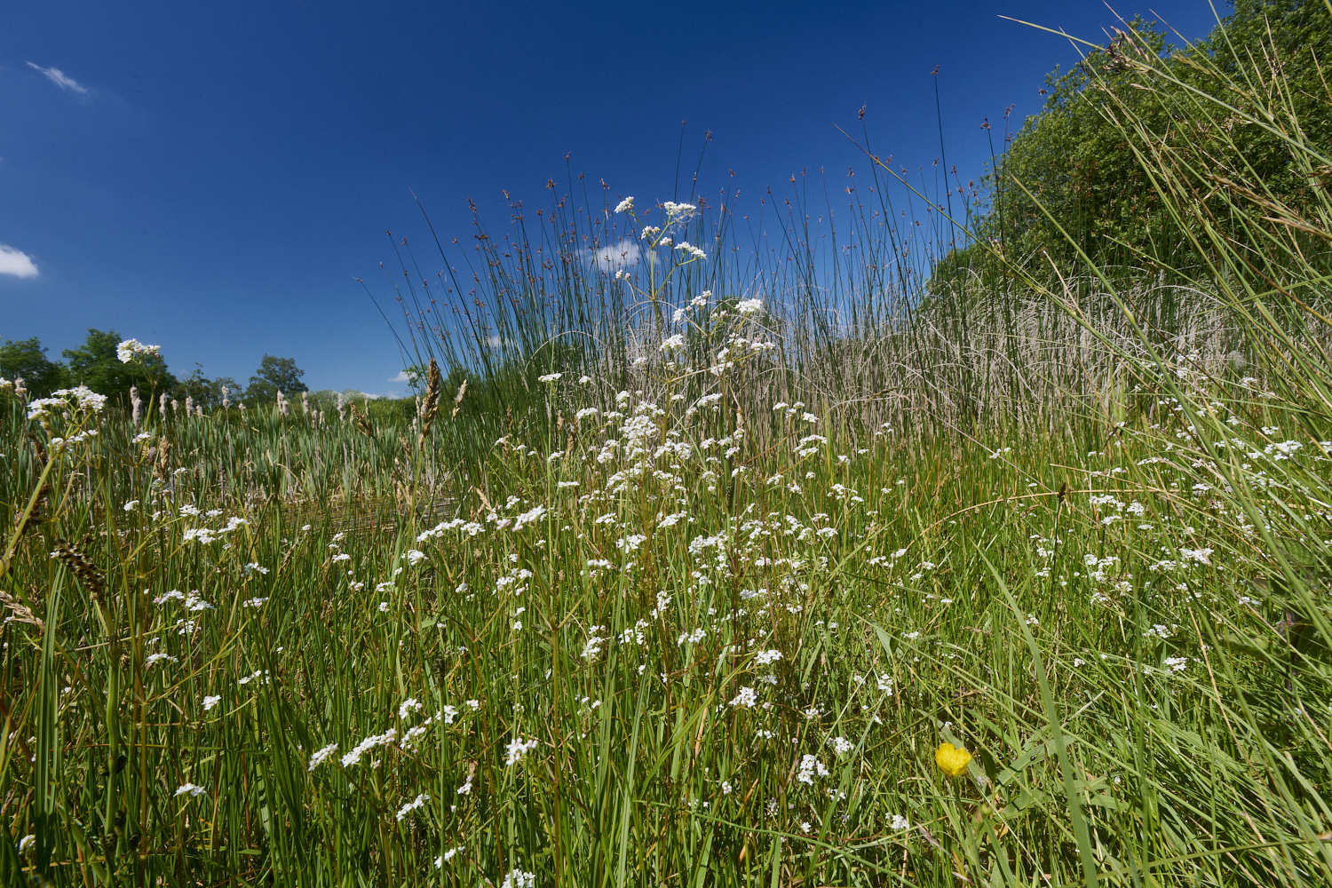 ThompsonCommonBedstraw230624-1-NEF-