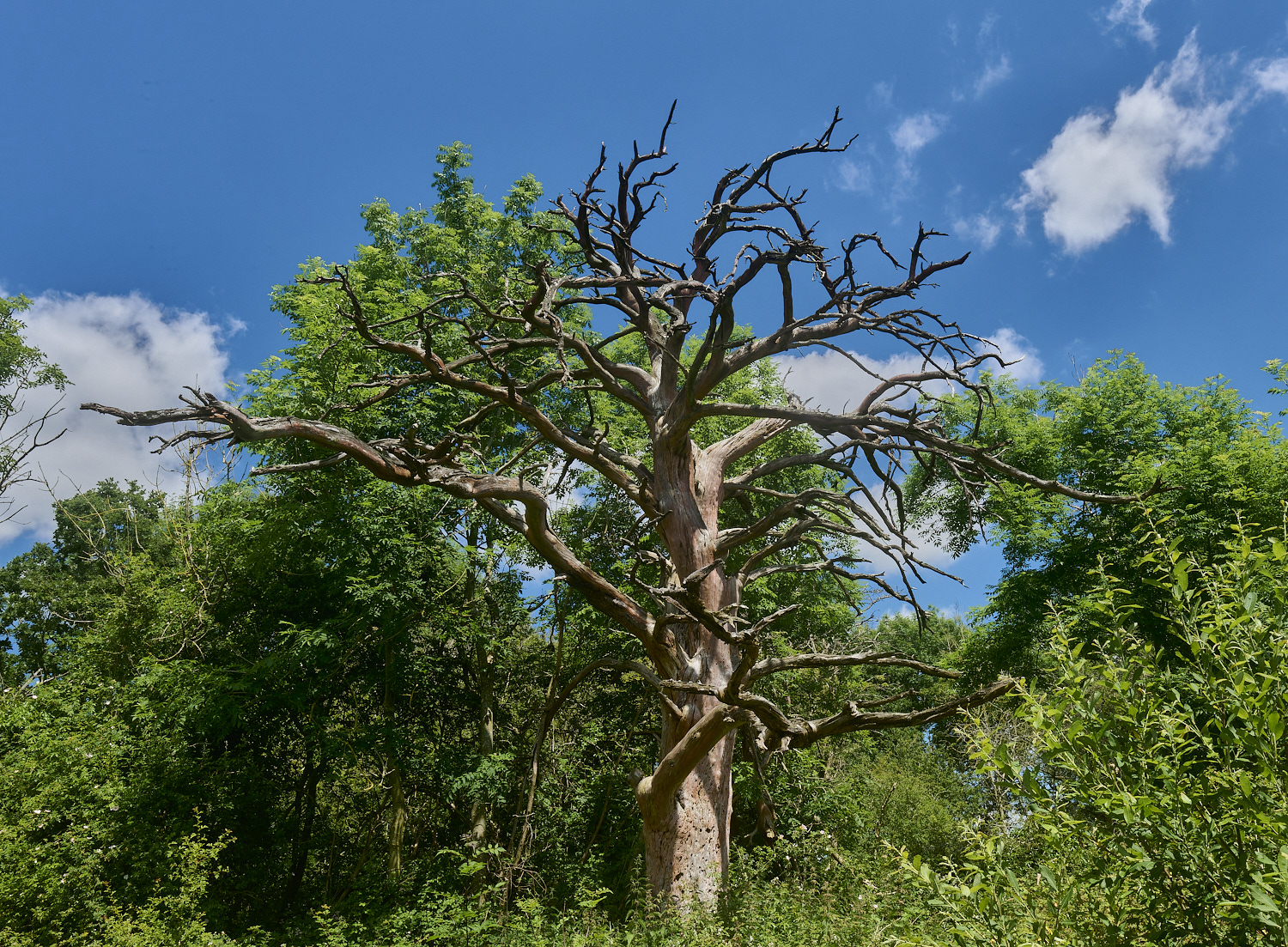 ThompsonCommonDeadtree230624-1-NEF-