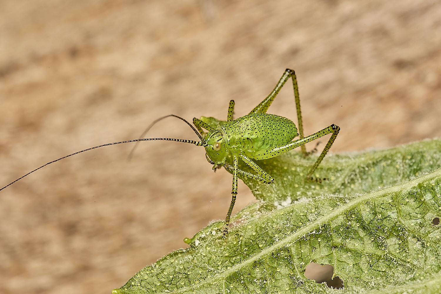 ThompsonCommonSpeckledBushCricket1230624-1-NEF-