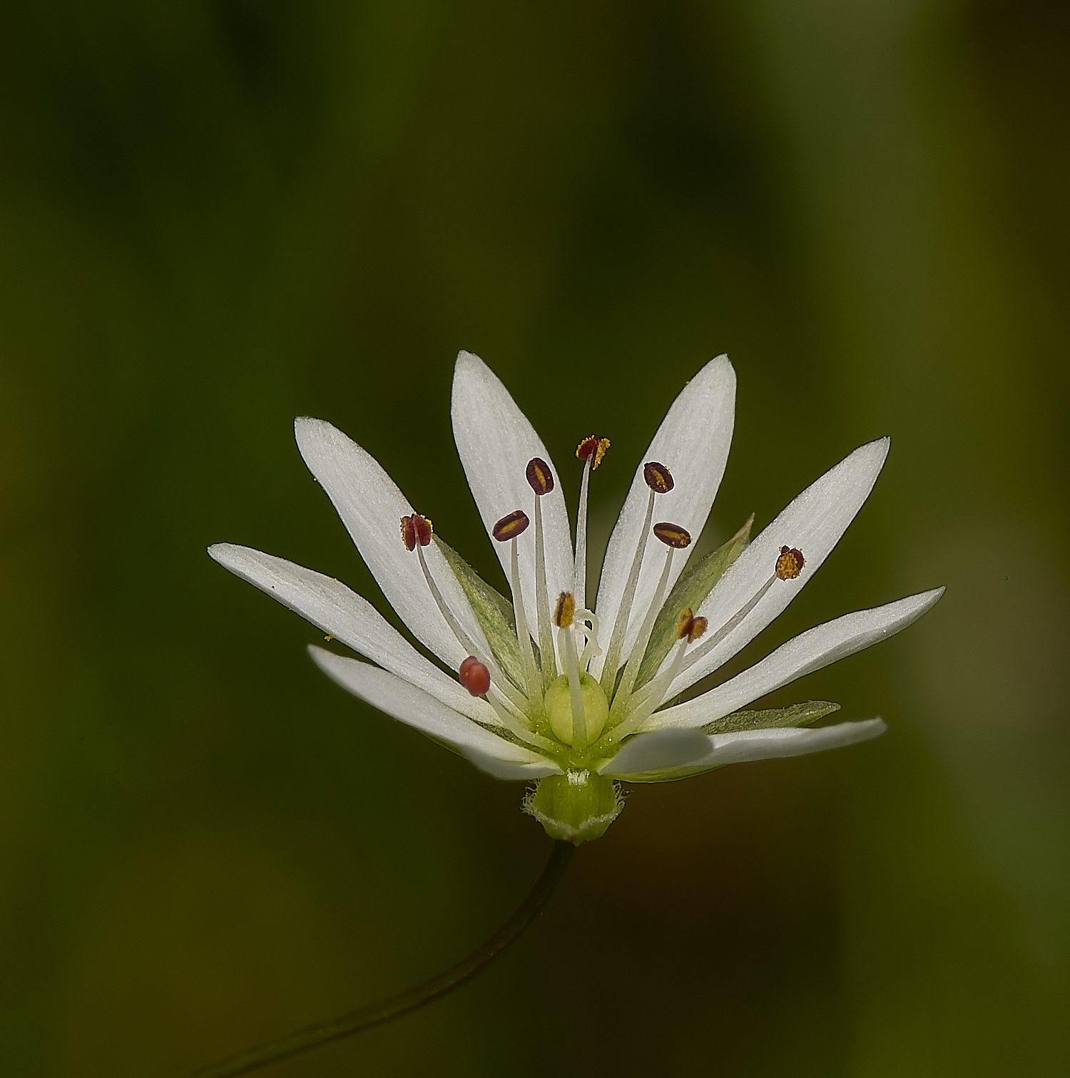 ThompsonCommonStitchwort230624-1-NEF-