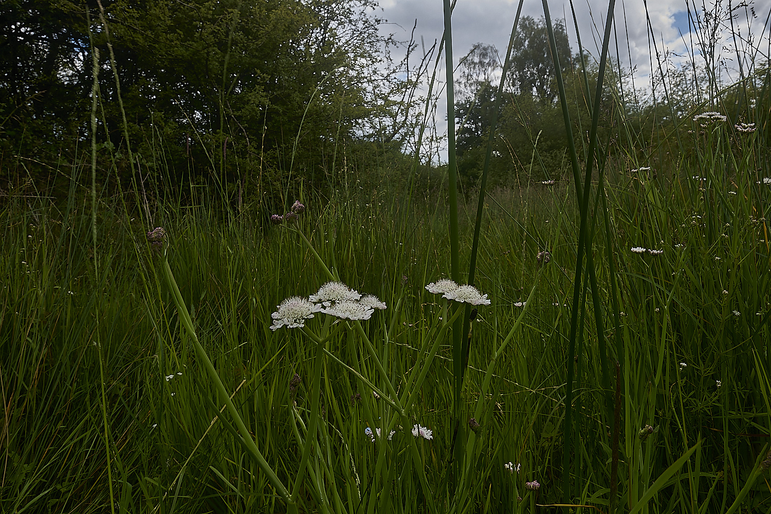 ThompsonCommonTubularWaterDropwort230624-1-NEF-