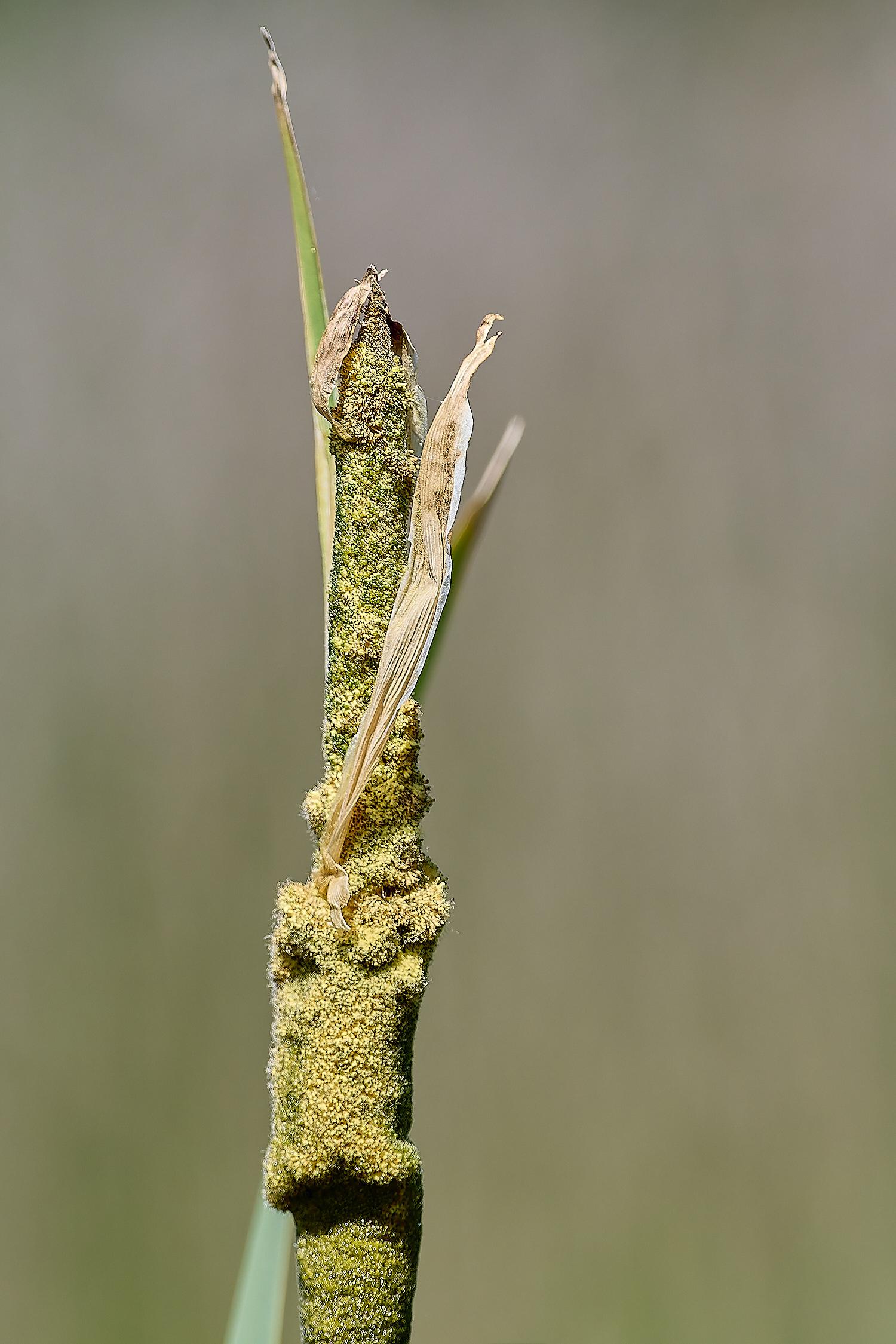 ThompsonTypha230624-3-NEF-