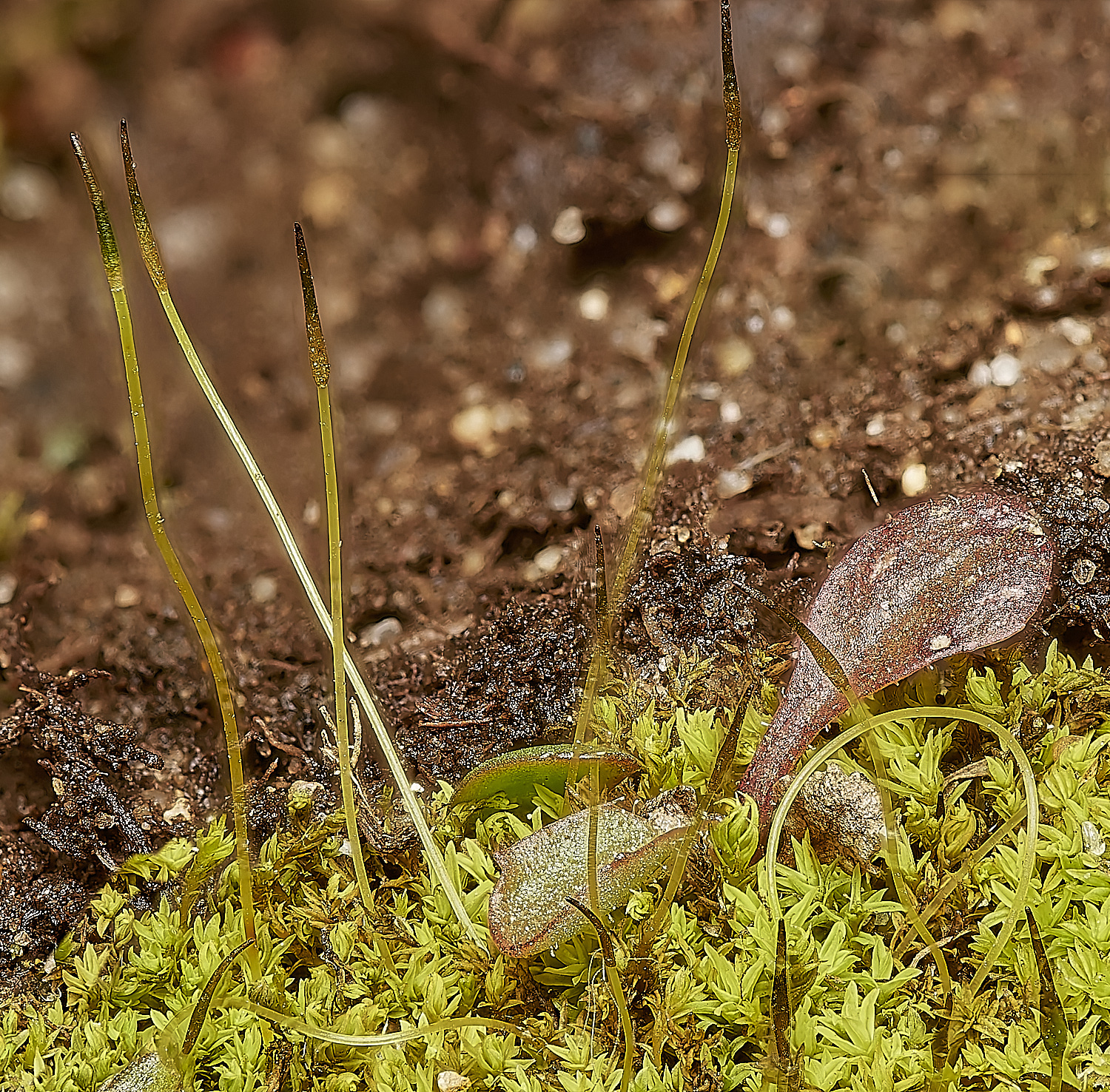 ThomsonCommonPhornschuchianum250224-1