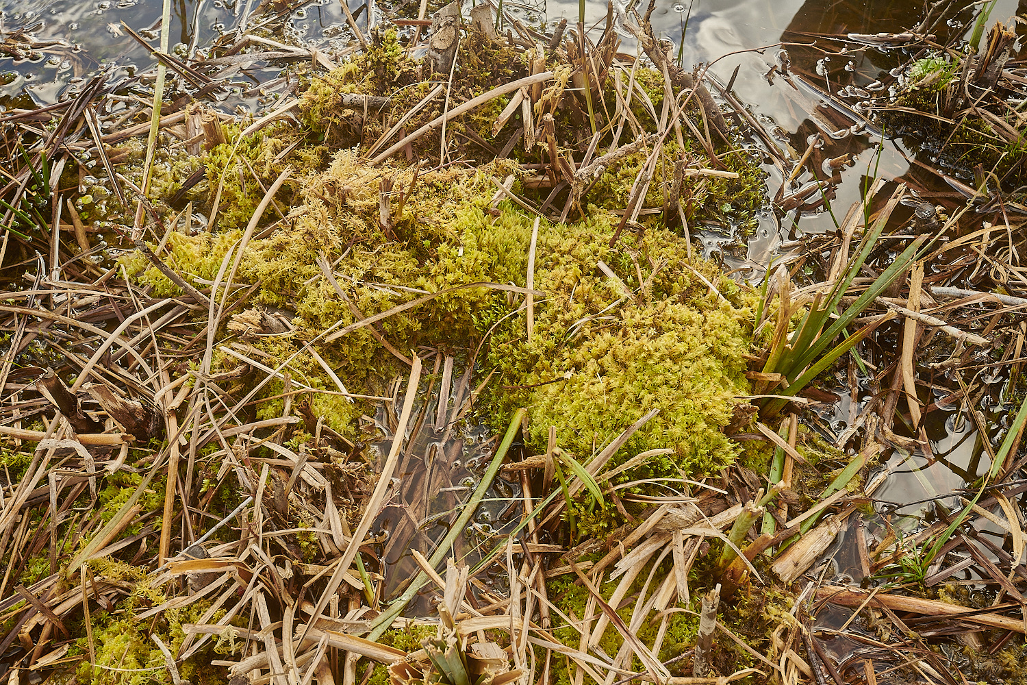 ThomsonCommonSphagnum50224-1