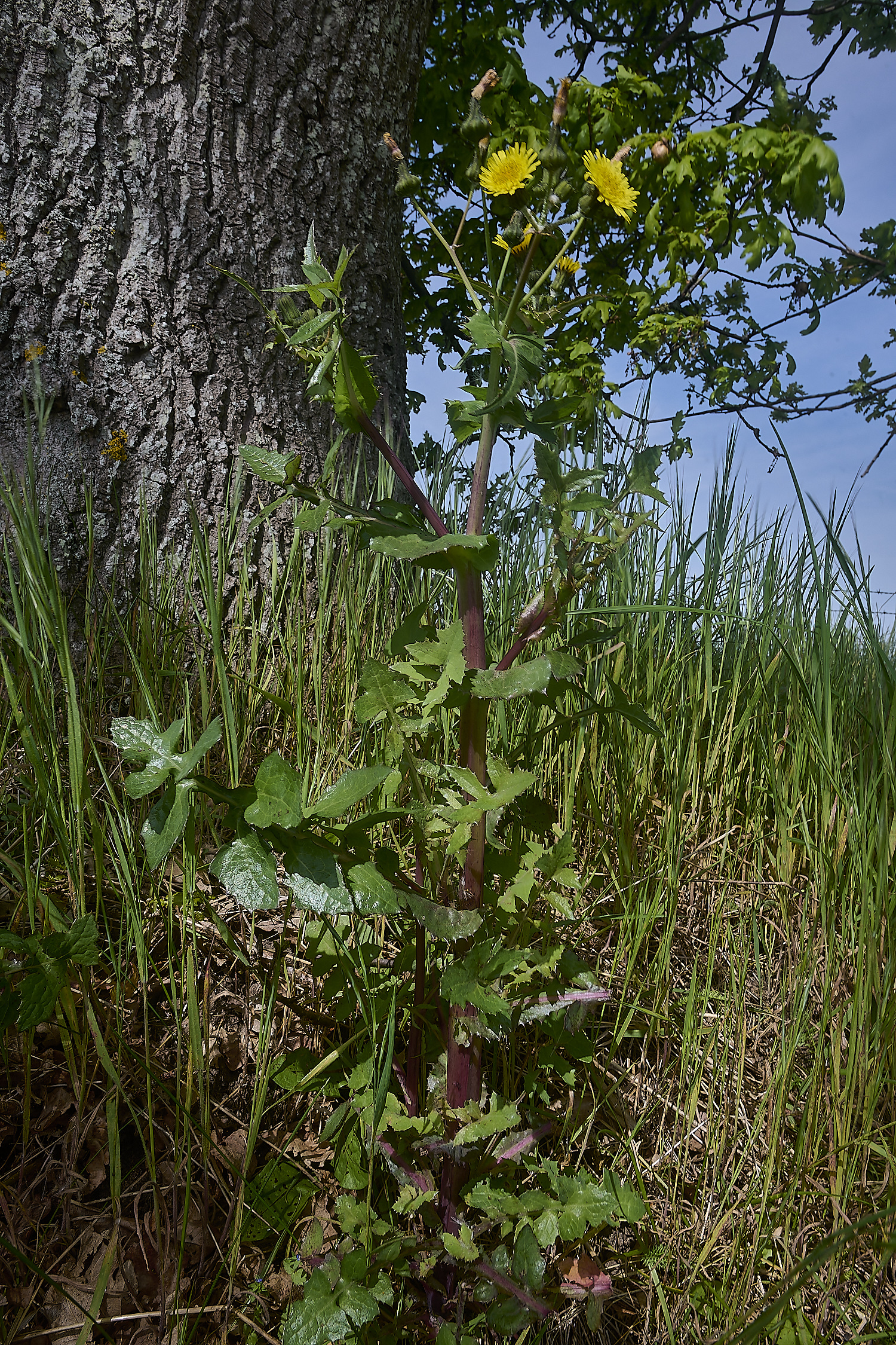 ThorpeMarriotOverpassSowthistle100524-1