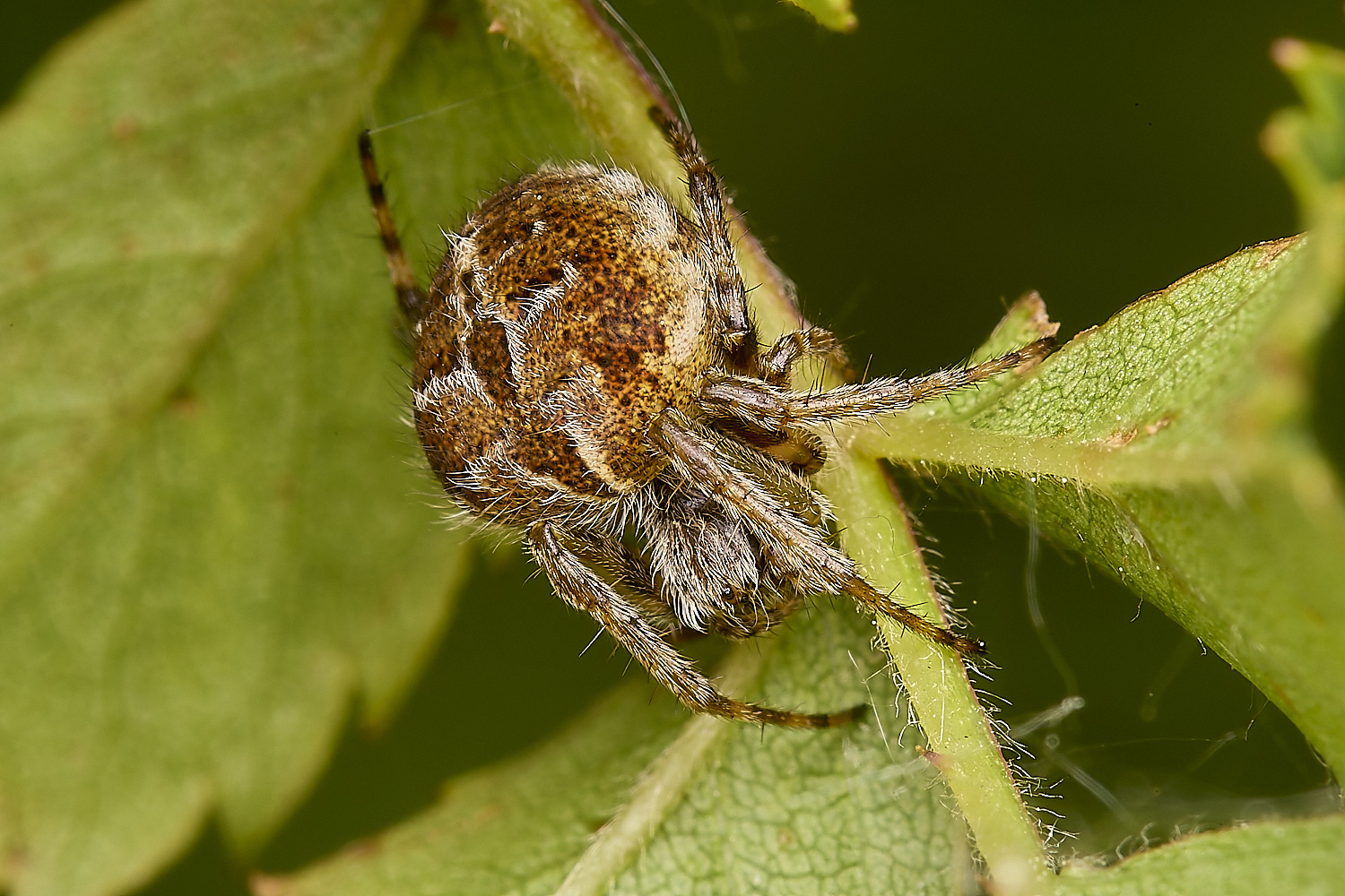 ThorpeMarriotOverpassSpider4100524-1