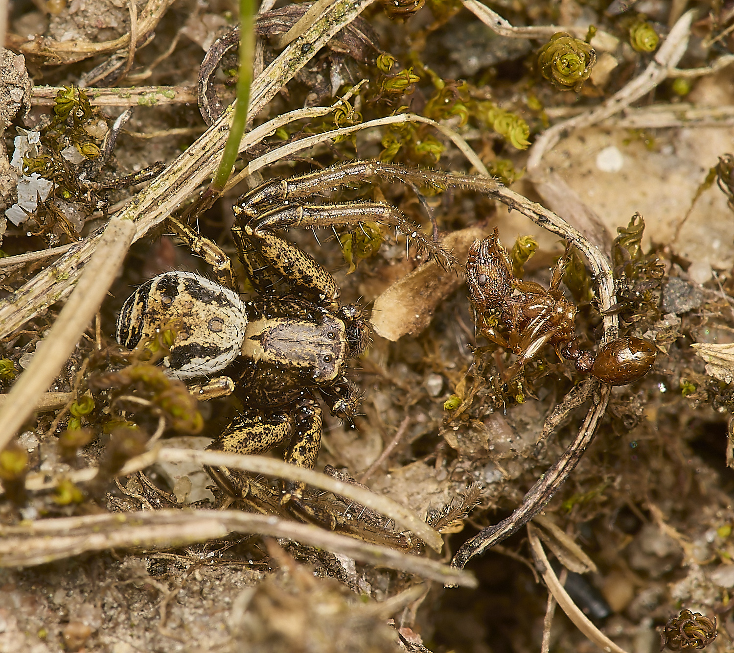 ThorpeMarriotOverpassSpider5100524-1