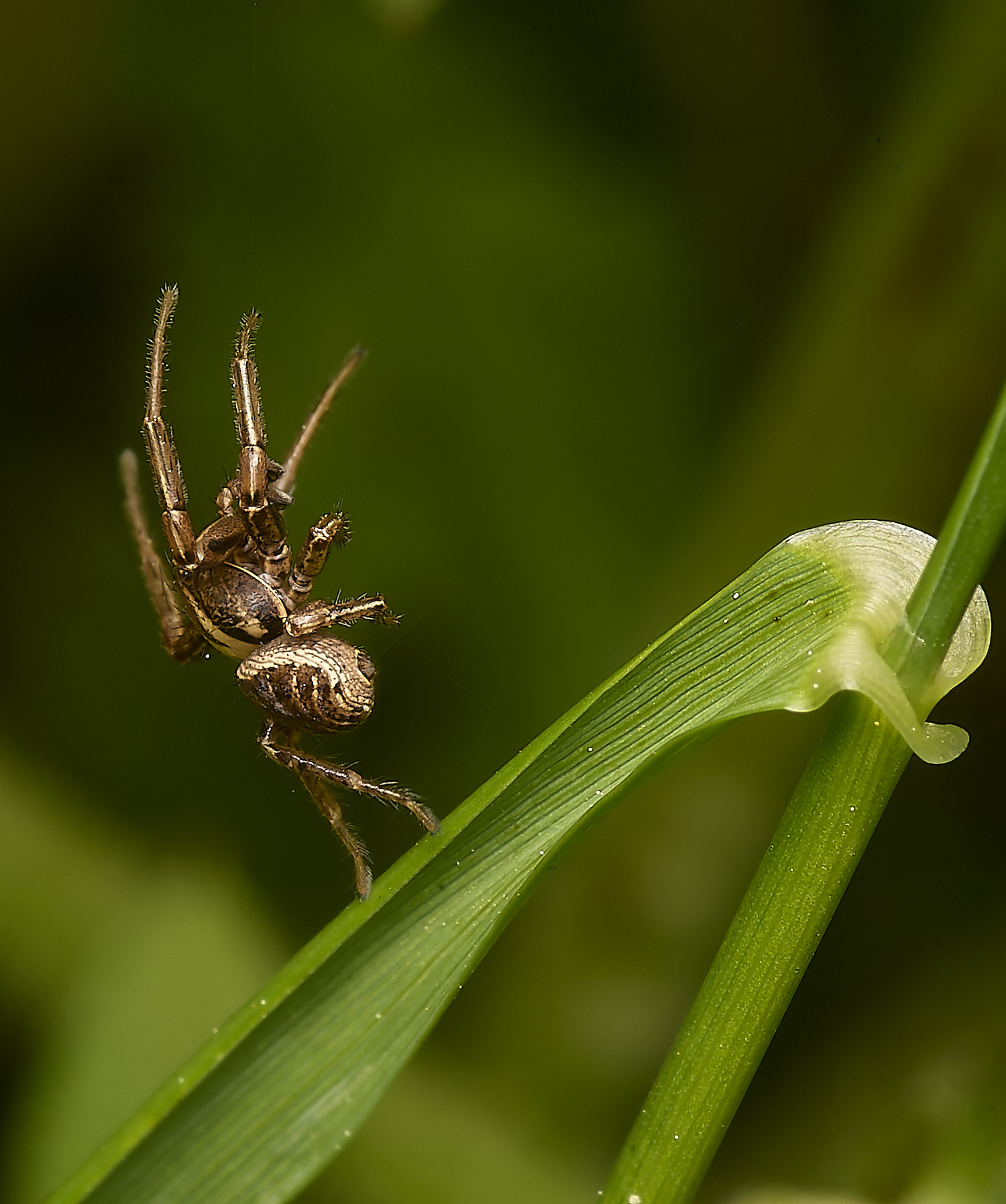 ThorpeMarriotOverpassSpiderSp2100524-1-NEF-