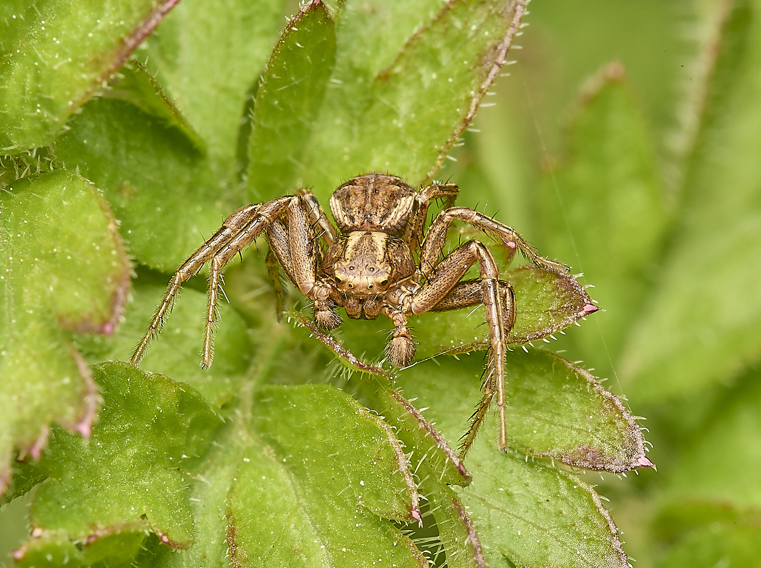 ThorpeMarriotOverpassSpidersp3100524-1-NEF-