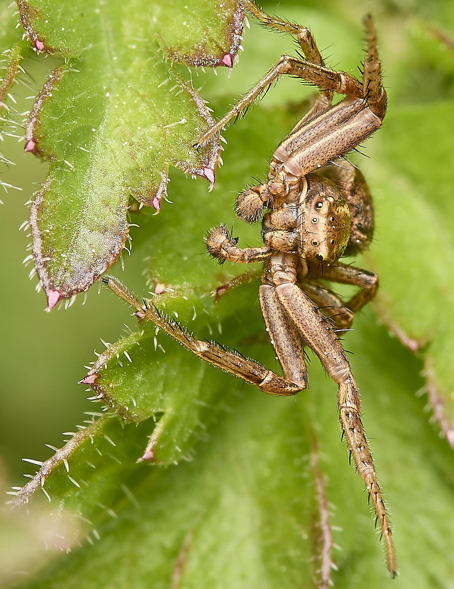 ThorpeMarriotOverpassSpidersp3100524-2-NEF-