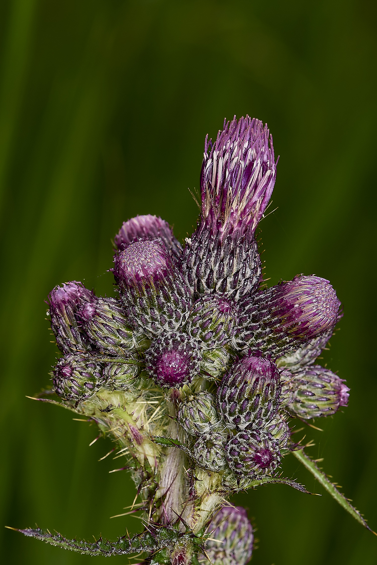 UptonFenMarshThistle180624-1-NEF-