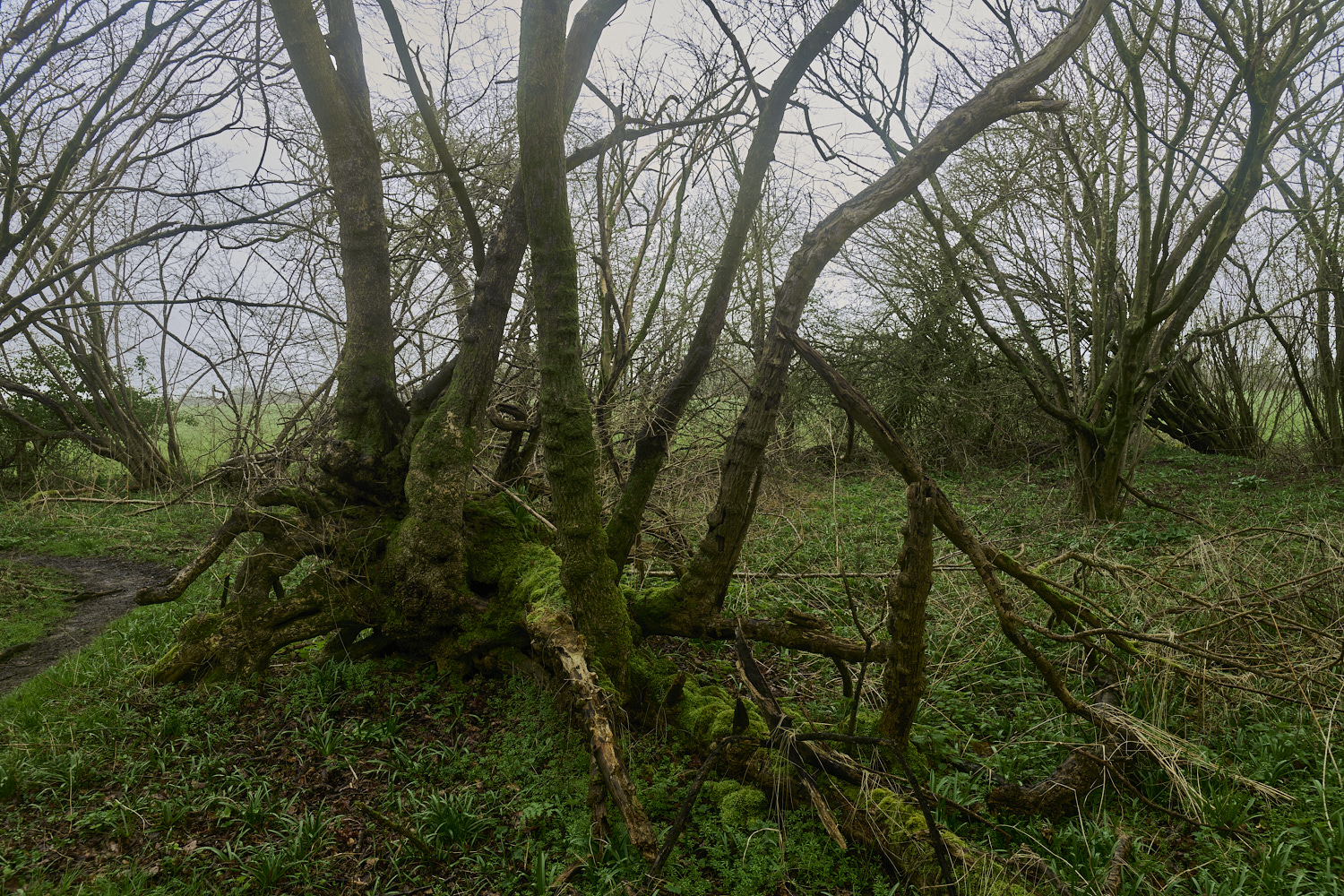 WaylandWoodFieldMapleCoppice170324-1