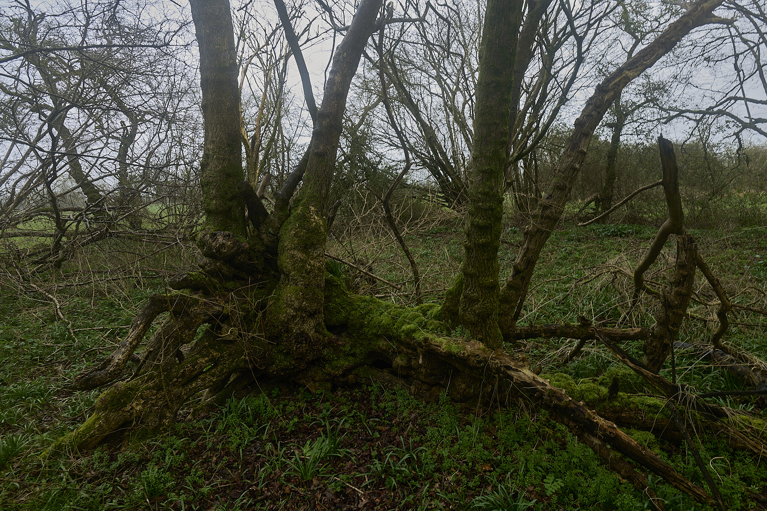 WaylandWoodFieldMapleCoppice170324-2