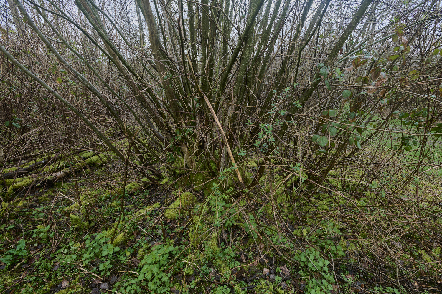 WaylandWoodHazelCoppice170324-1