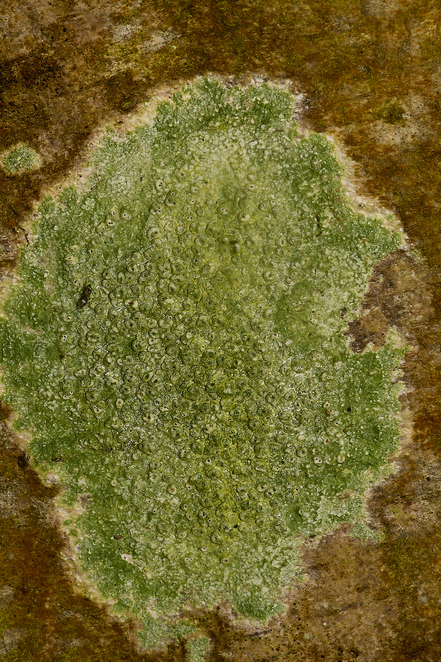 WaylandWoodLichen170324-1