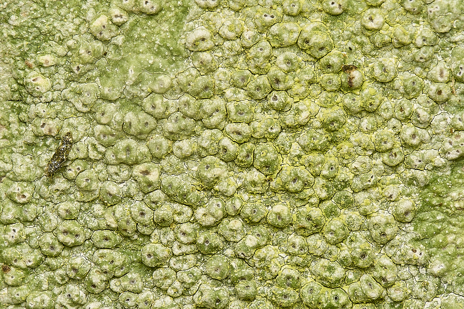 WaylandWoodLichen170324-3