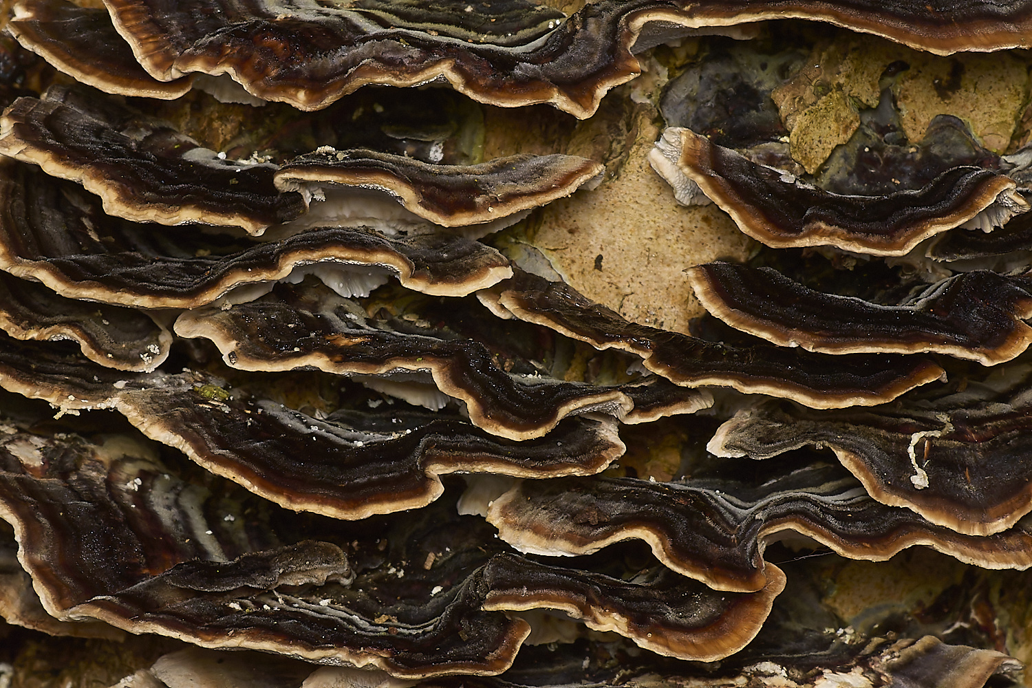 WaylandWoodTurkeyTail170324-1