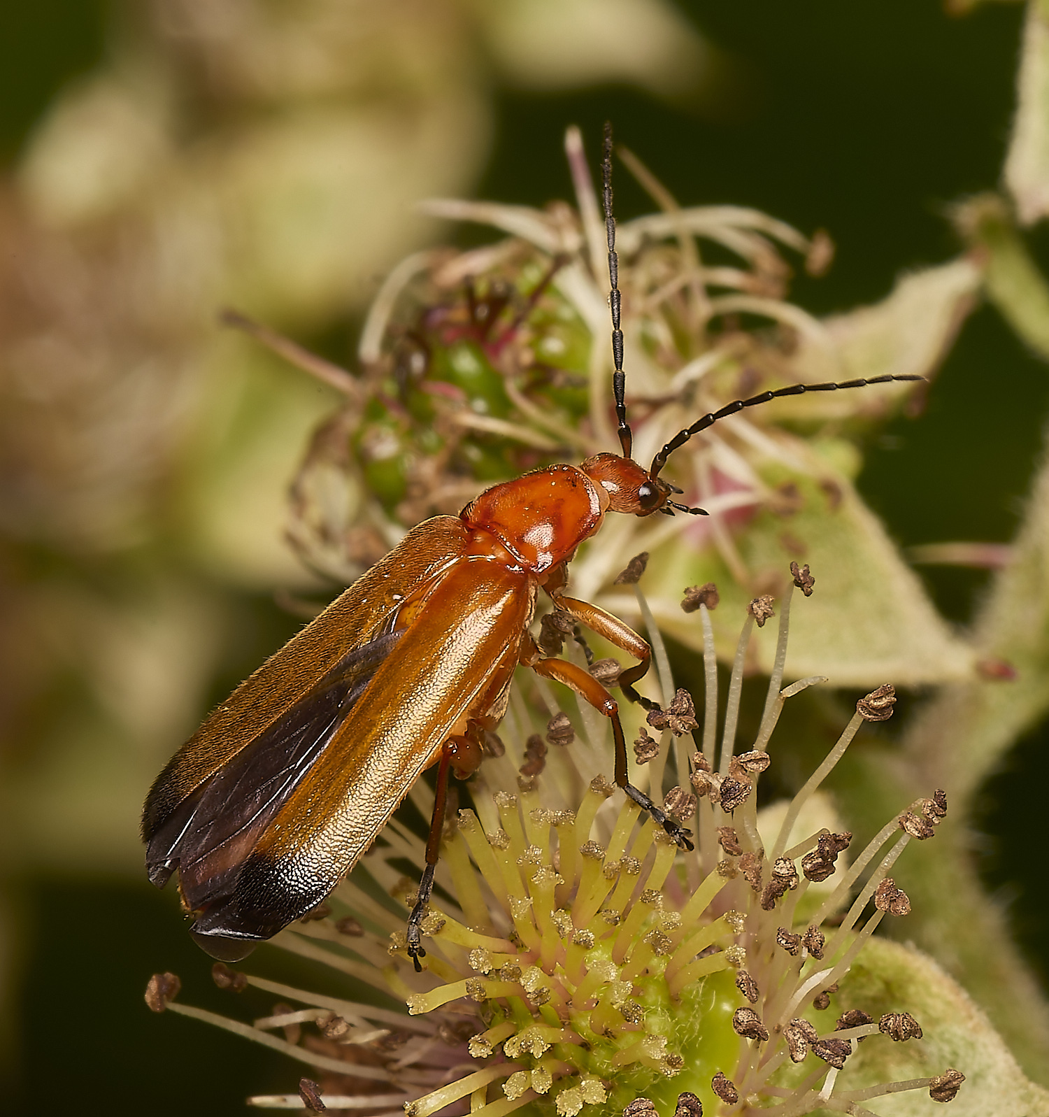 AlderFenBeetle080724-1