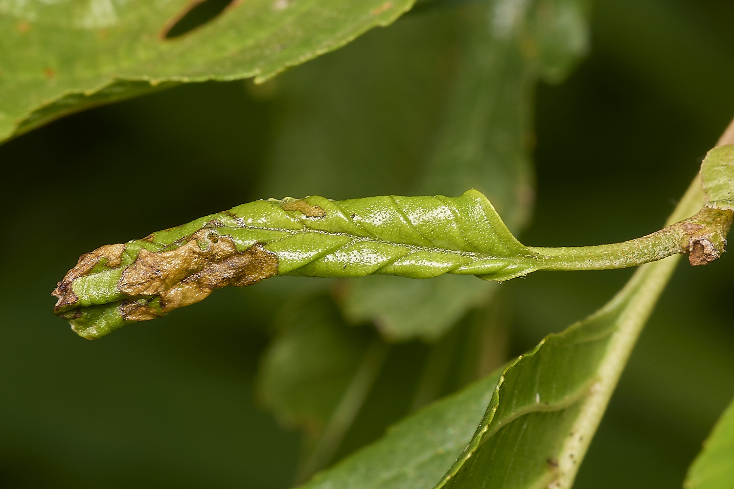 AlderFenBirchRoll080724-2