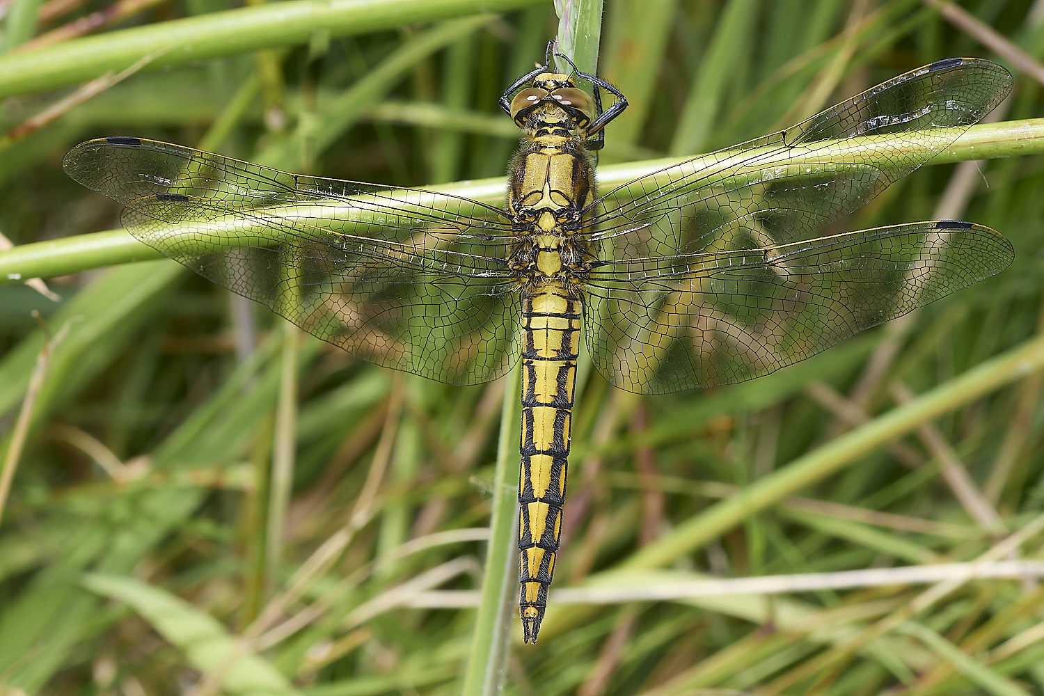 AlderFenBTSkimmer080724-1