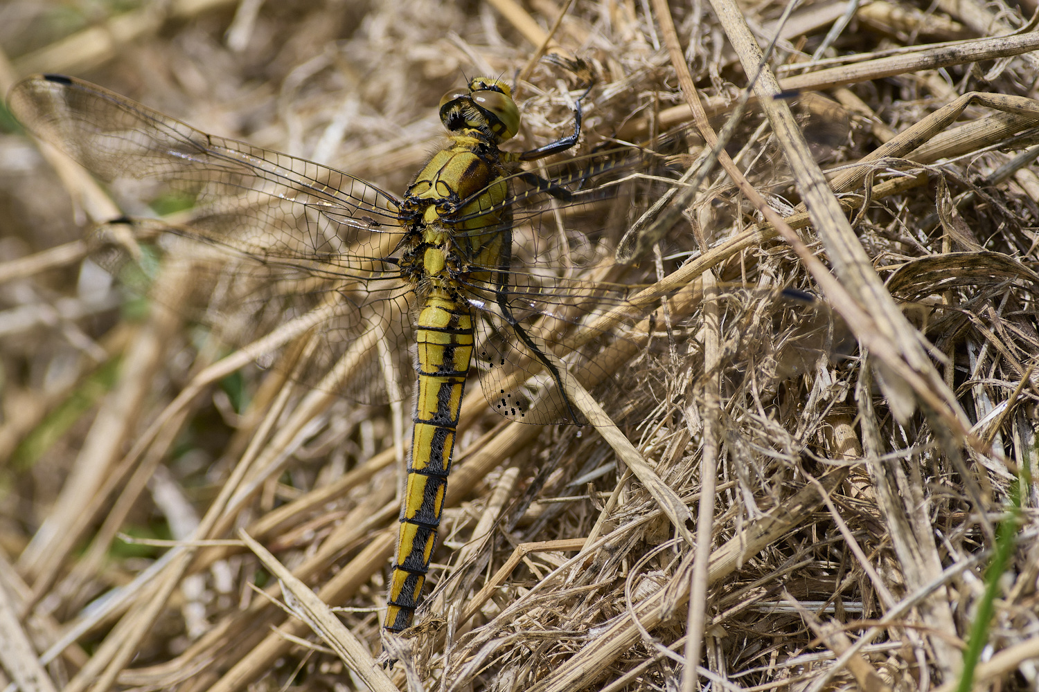 AlderFenBTSkimmer080724-2