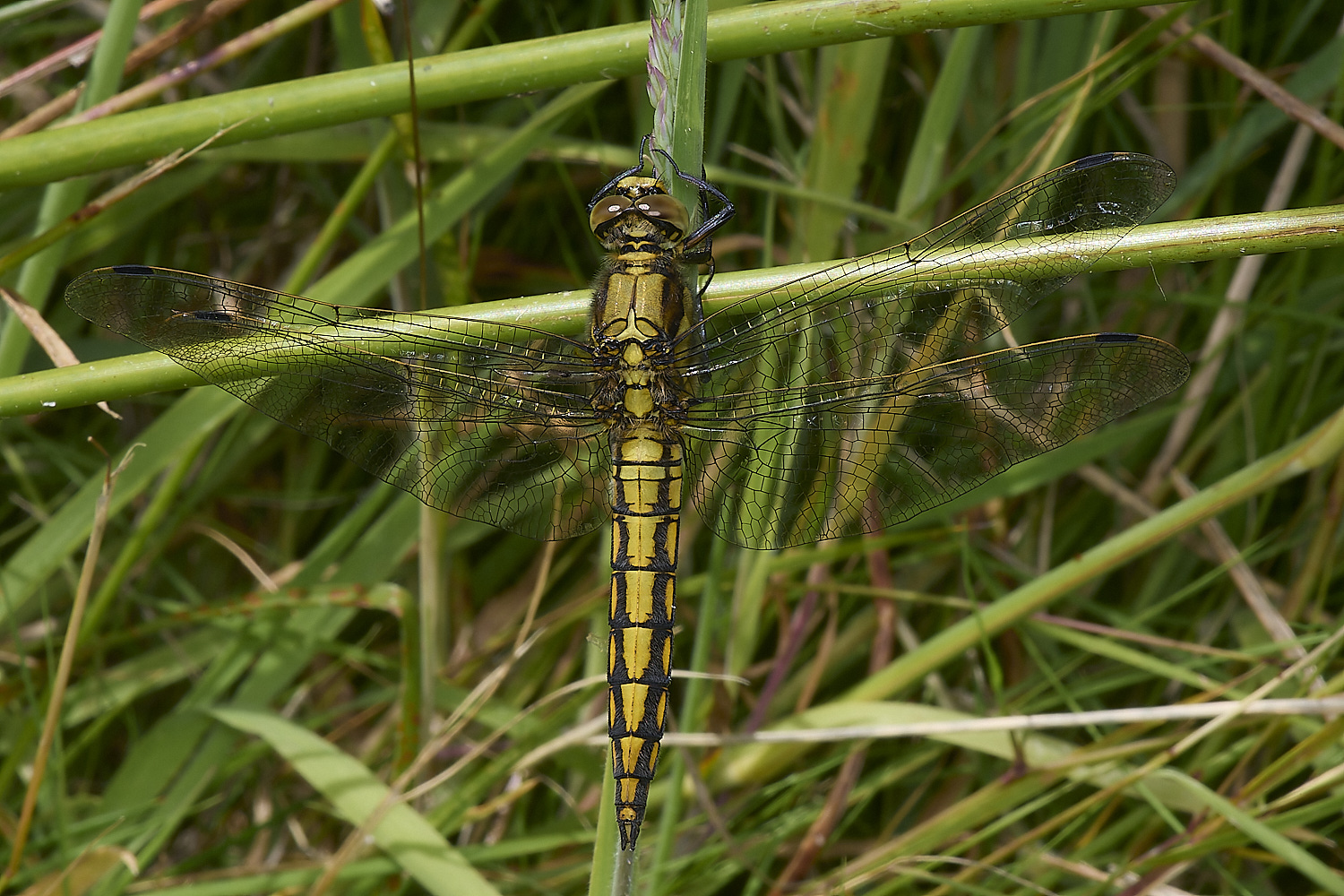 AlderFenBTSkimmer080724-4