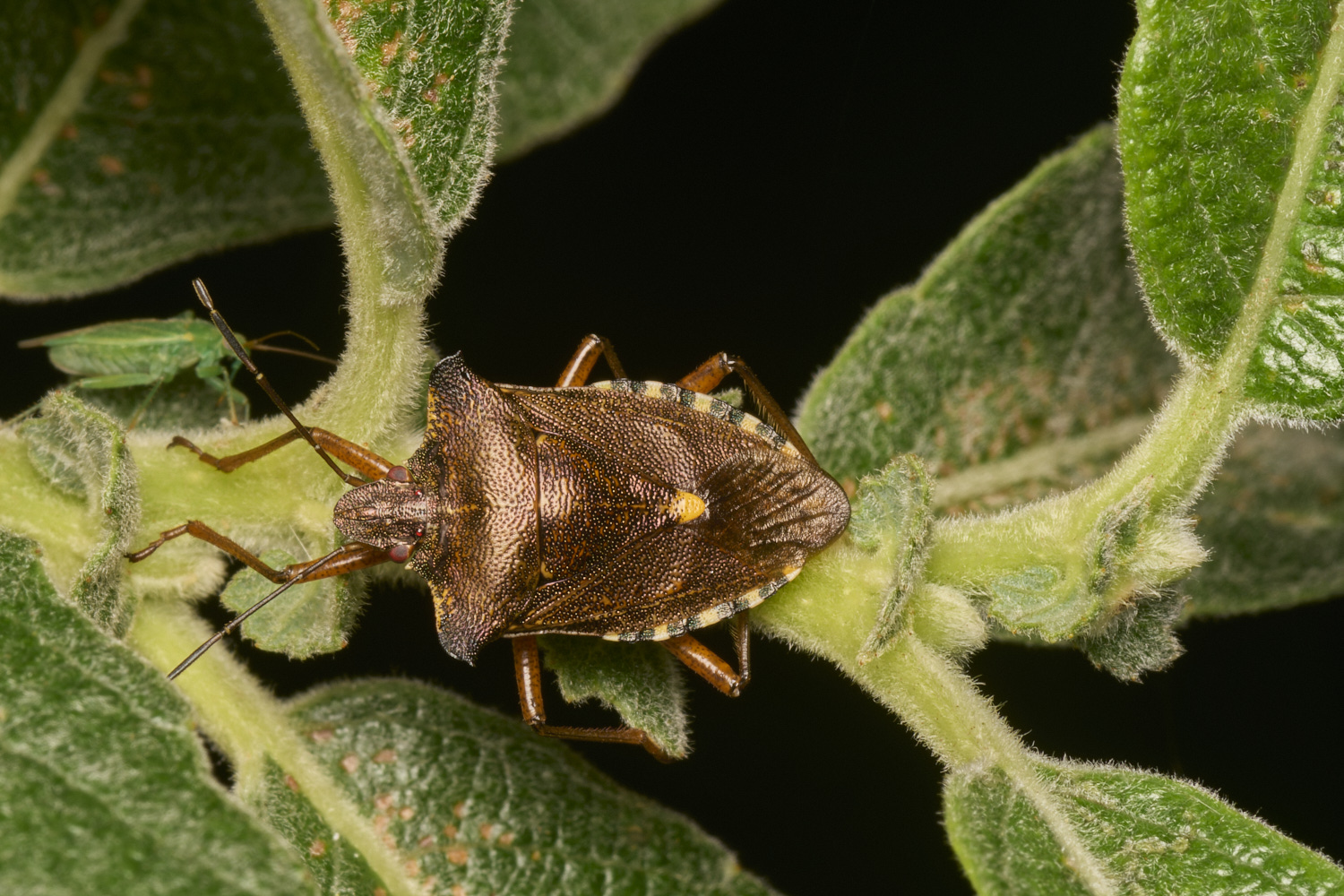 AlderFenRSHShieldbug080724-1