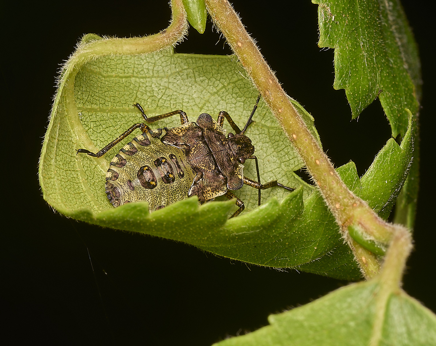 AlderFenRSHShieldbug080724-2