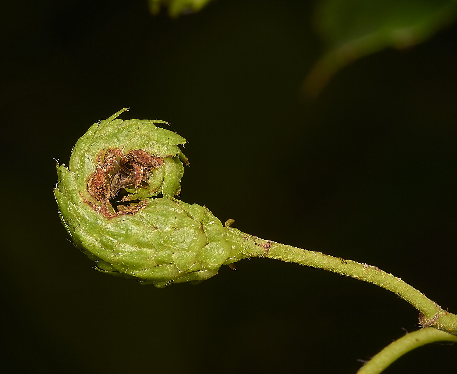 AlderFenSBirchCatkin080724-1