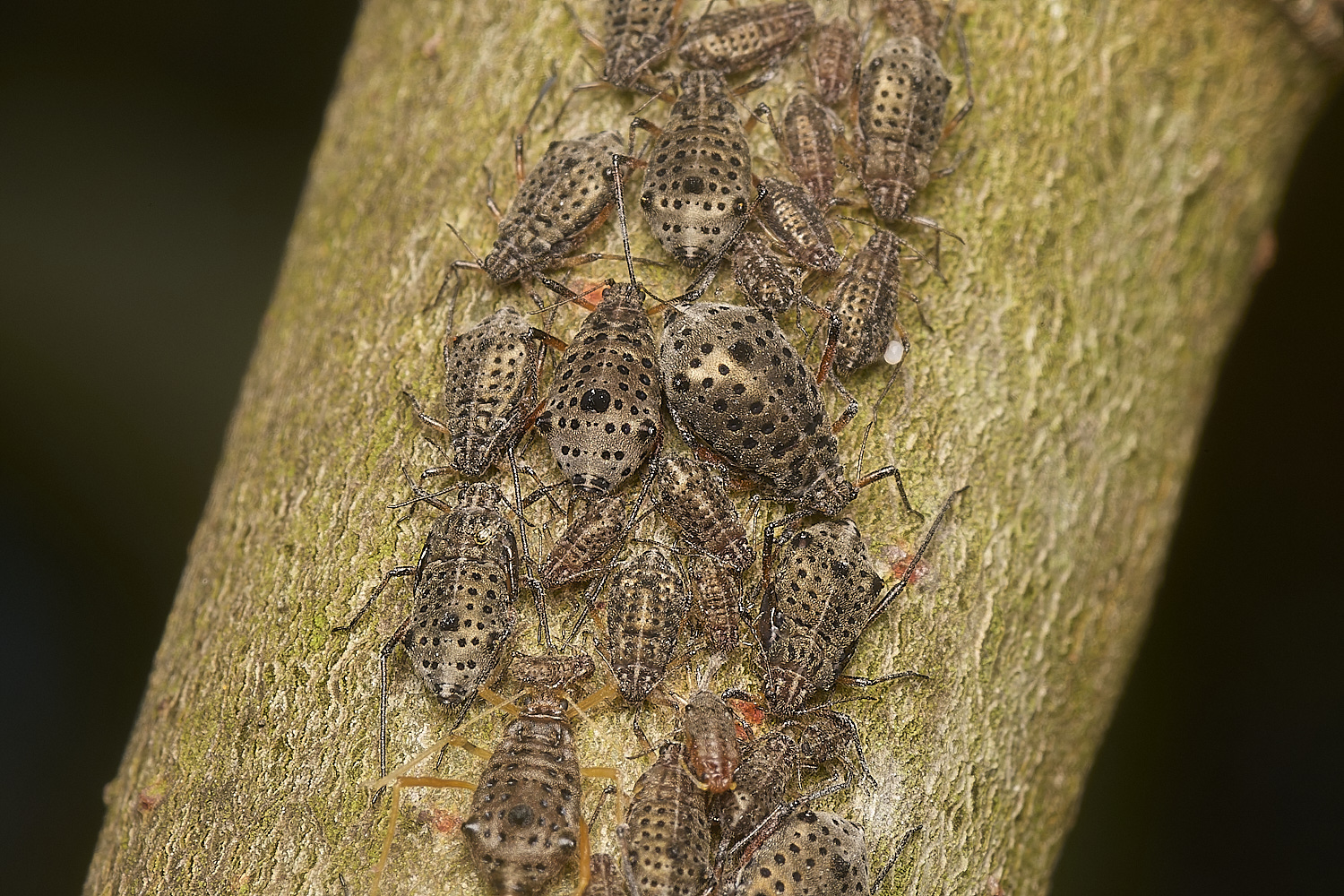 BeestonCommonAphid200924-3