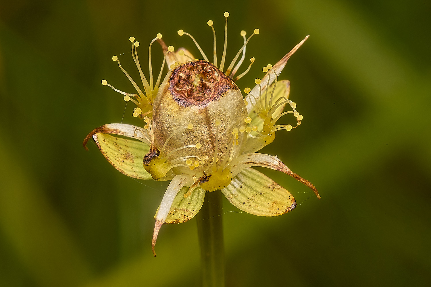 BeestonCommonGrassofParnassus200924-1