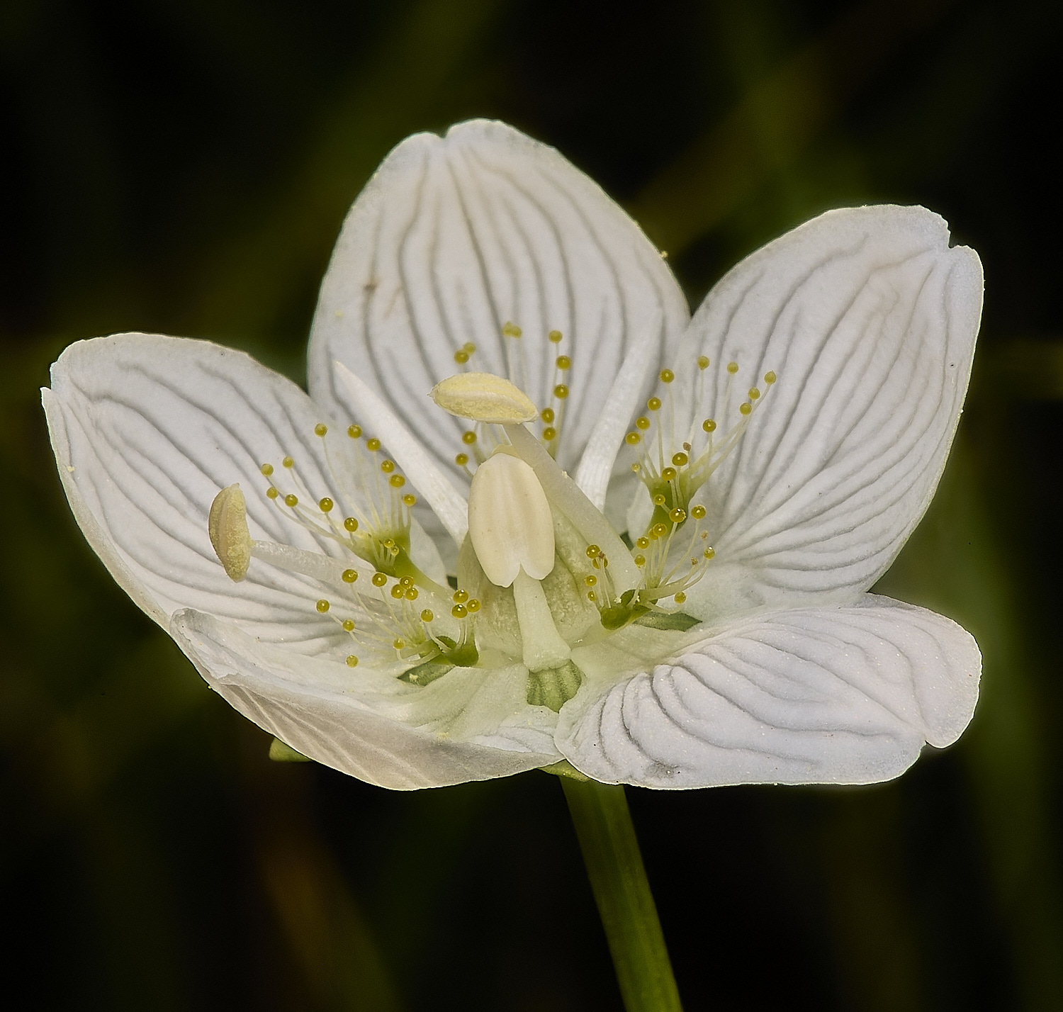 BeestonCommonGrassofParnassus200924-3