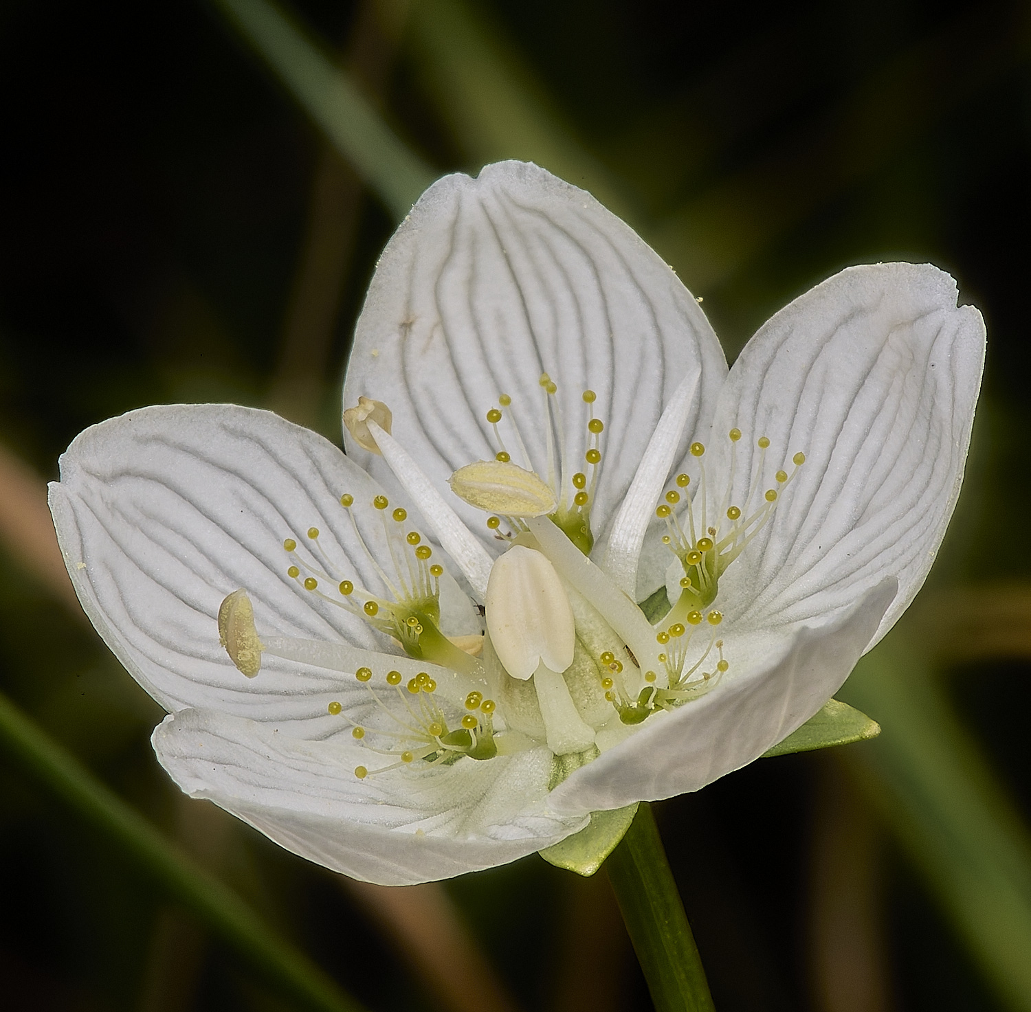 BeestonCommonGrassofParnassus200924-4