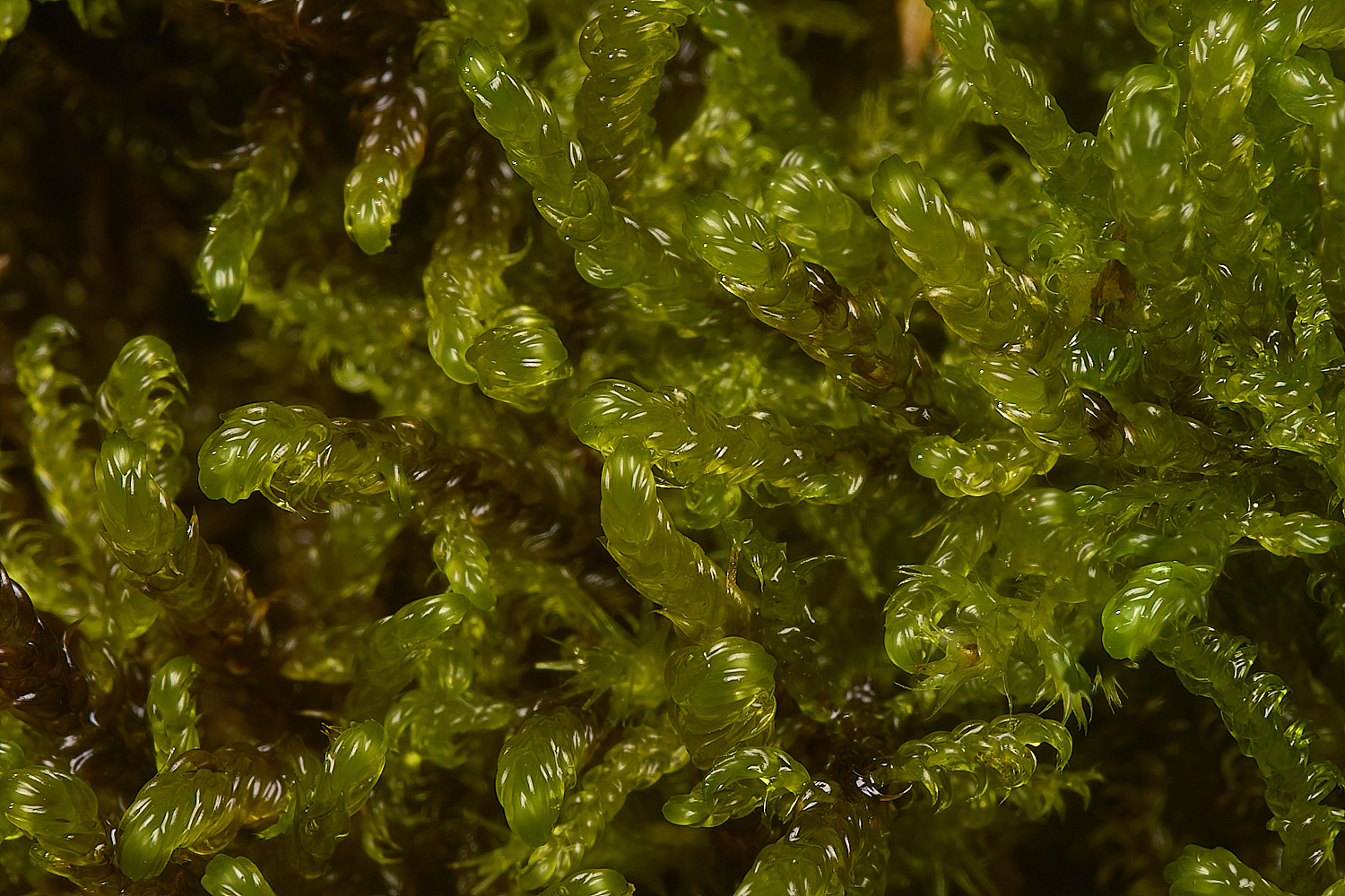 BeestonCommonMoss200924-1