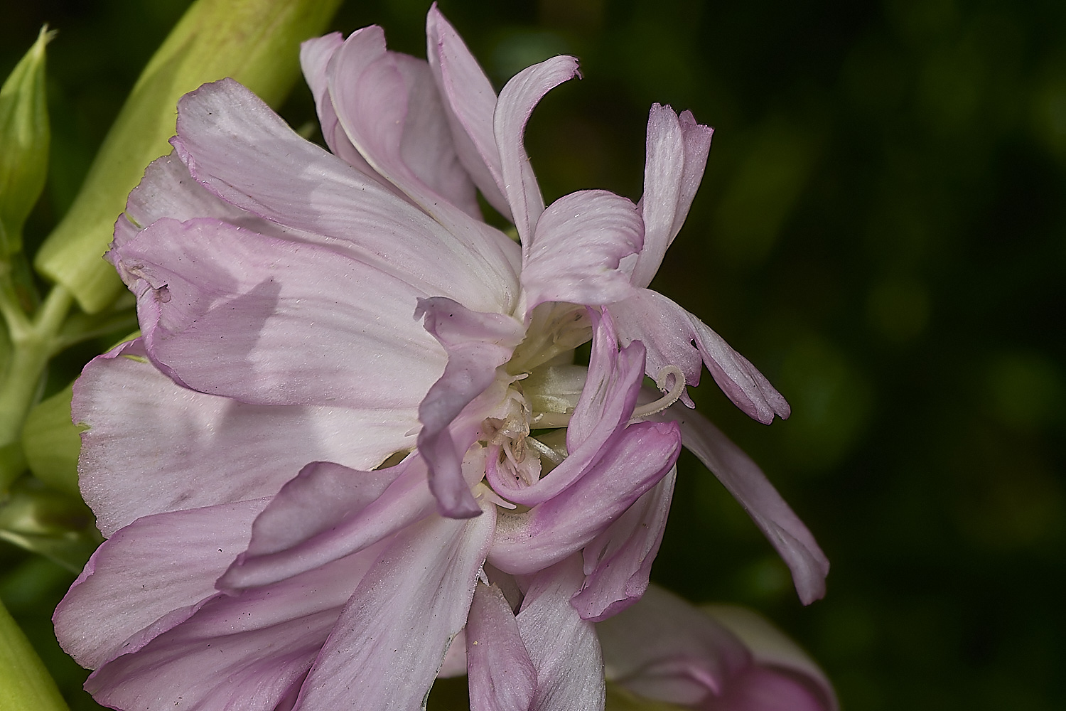 BlofieldChurchyardSoapwort080824-2