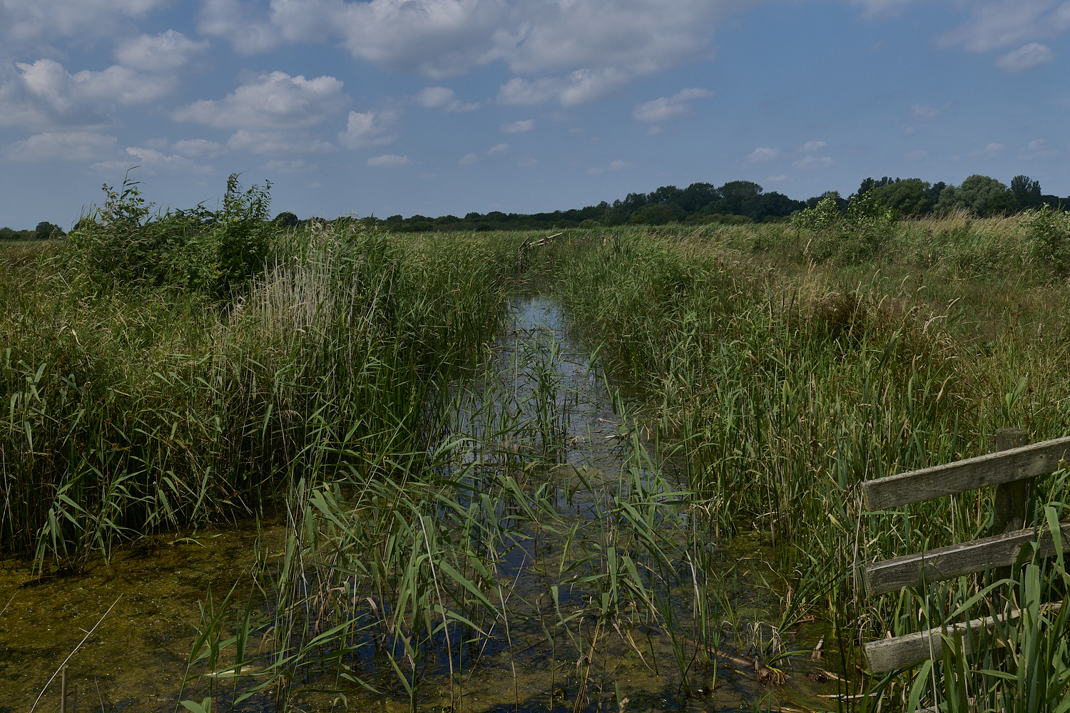 Buttle&#39;sMarsh180724-2