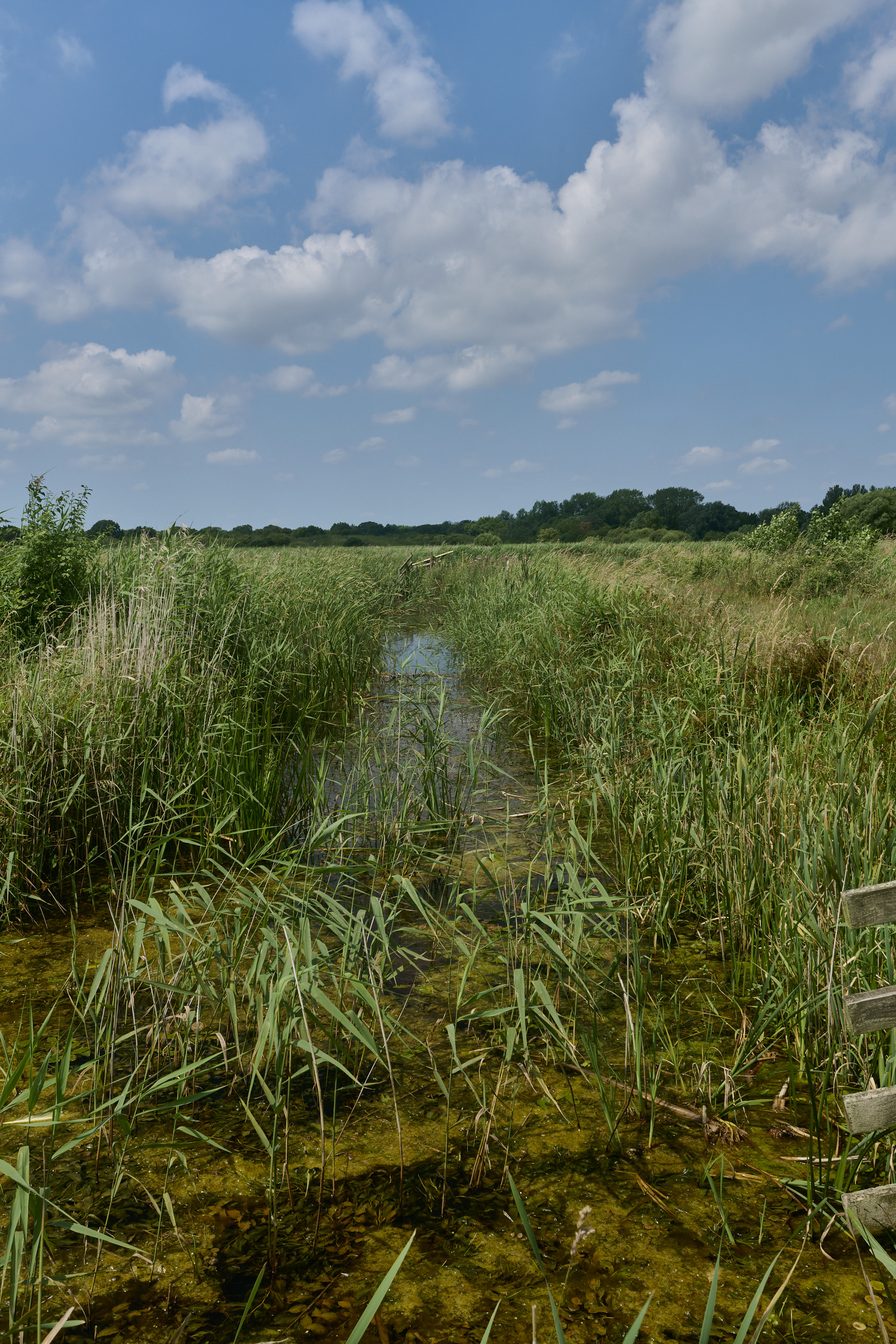 Buttle&#39;sMarsh180724-3