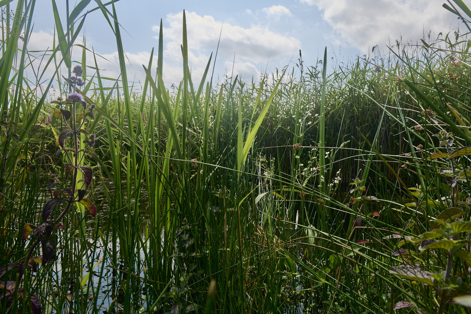 Buttle&#39;sMarsh180724-5 1