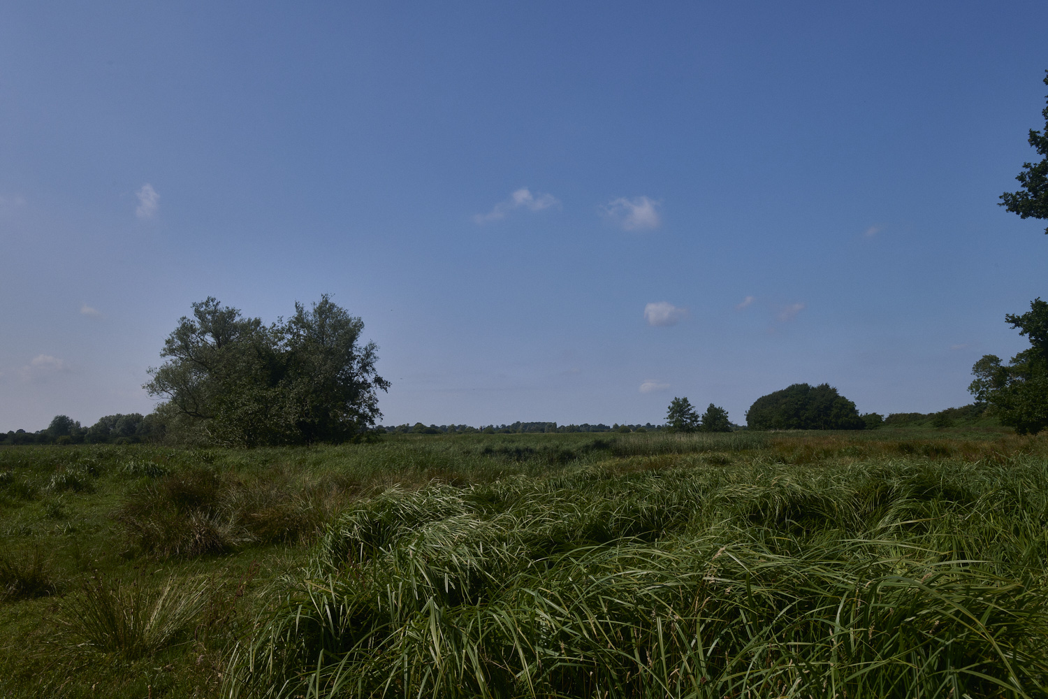 Buttle&#39;sMarsh180724-6