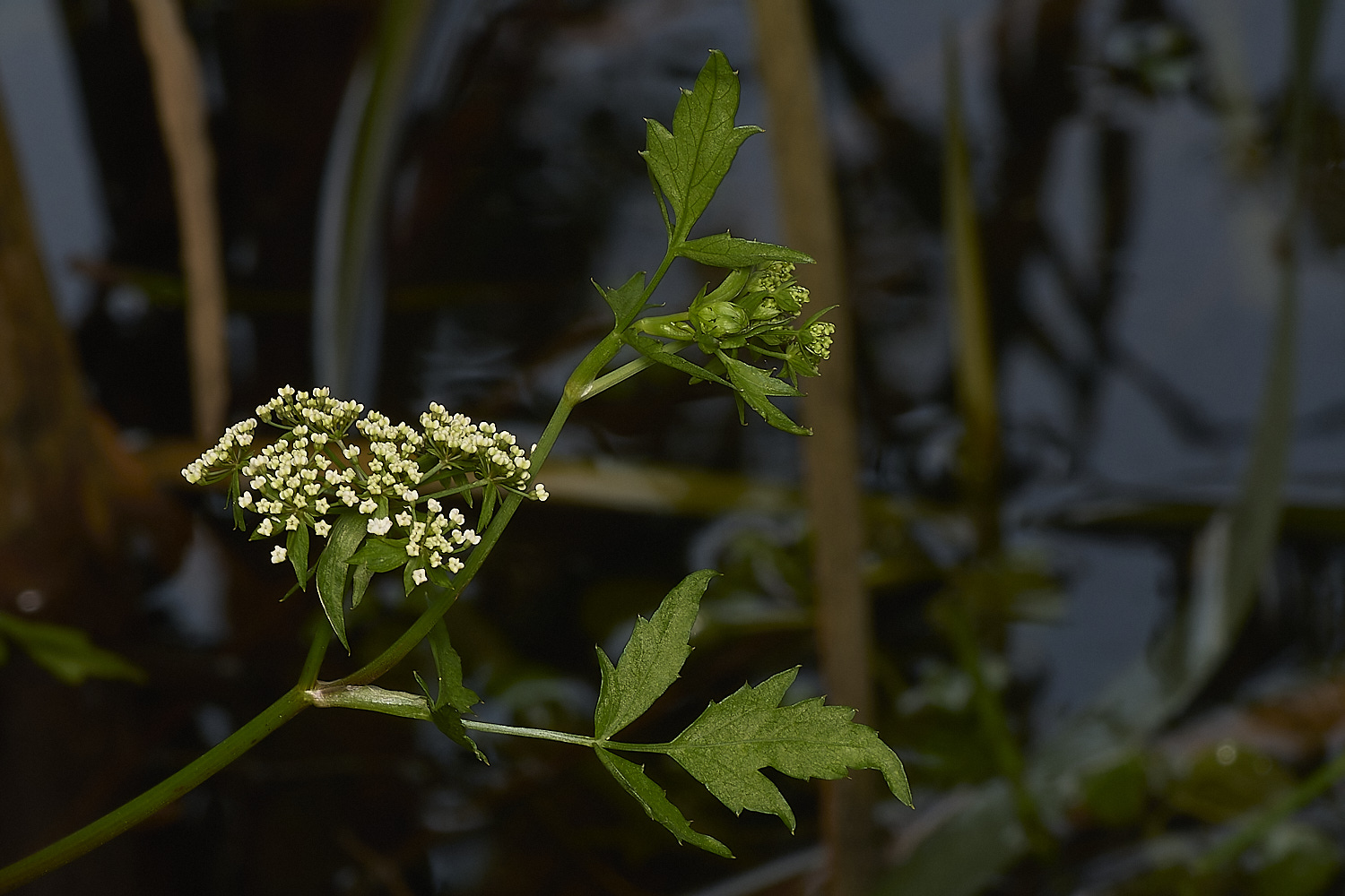 Buttle&#39;sMarshBerula180724-1